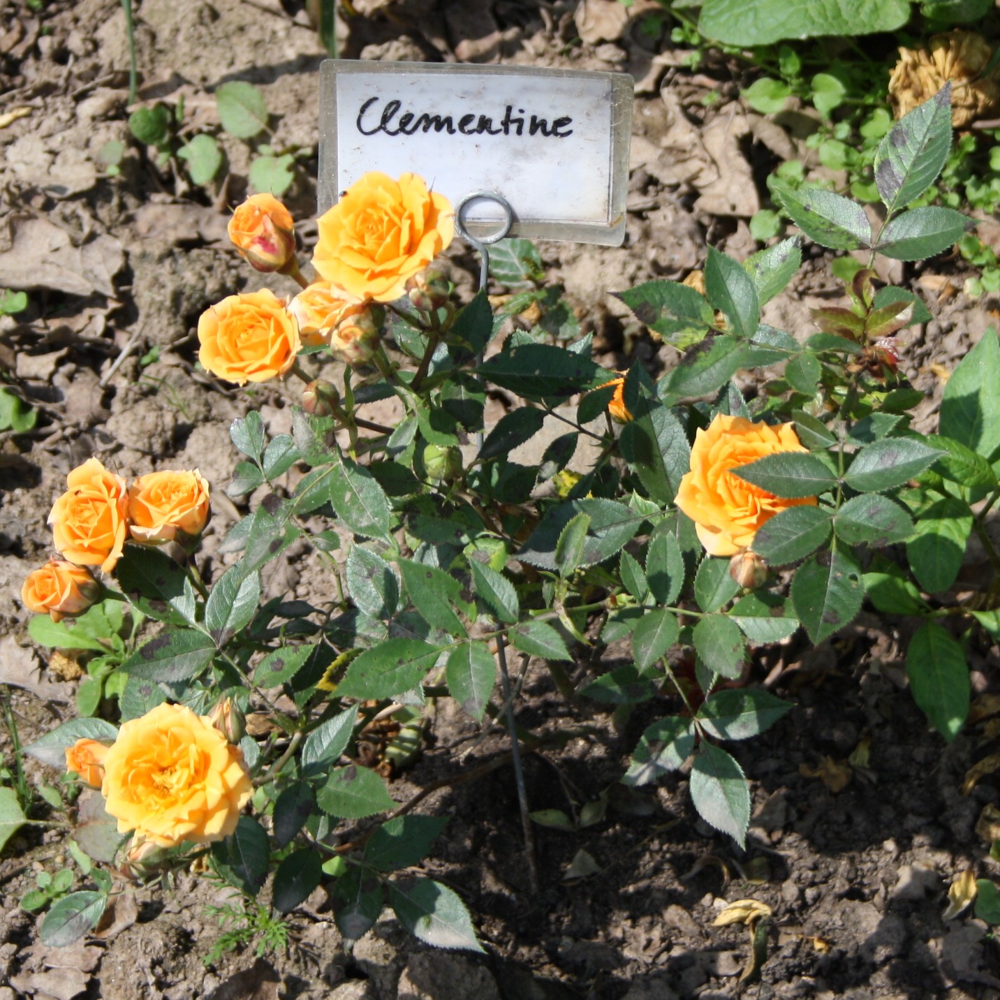 Clementine