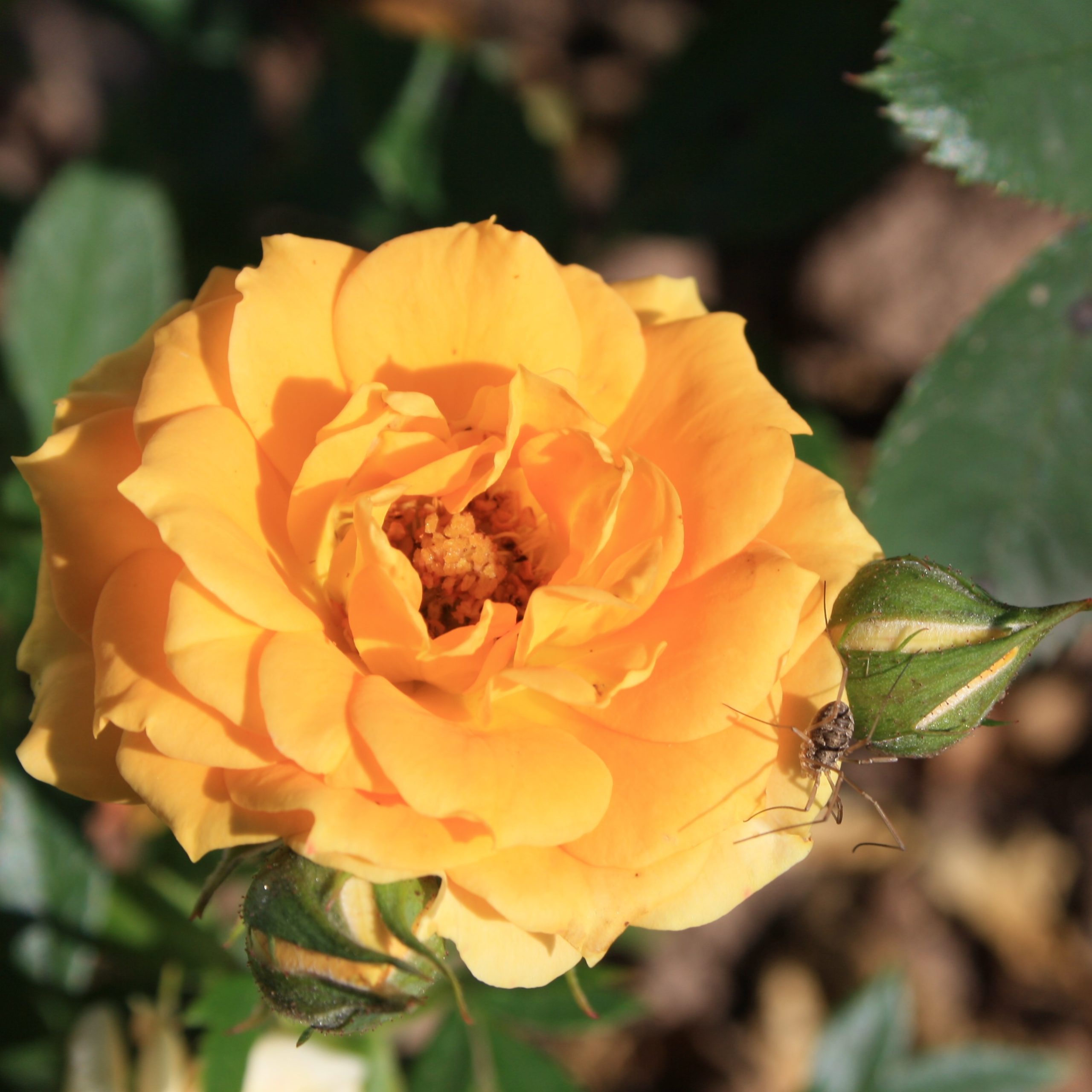 Clementine – Bild 3