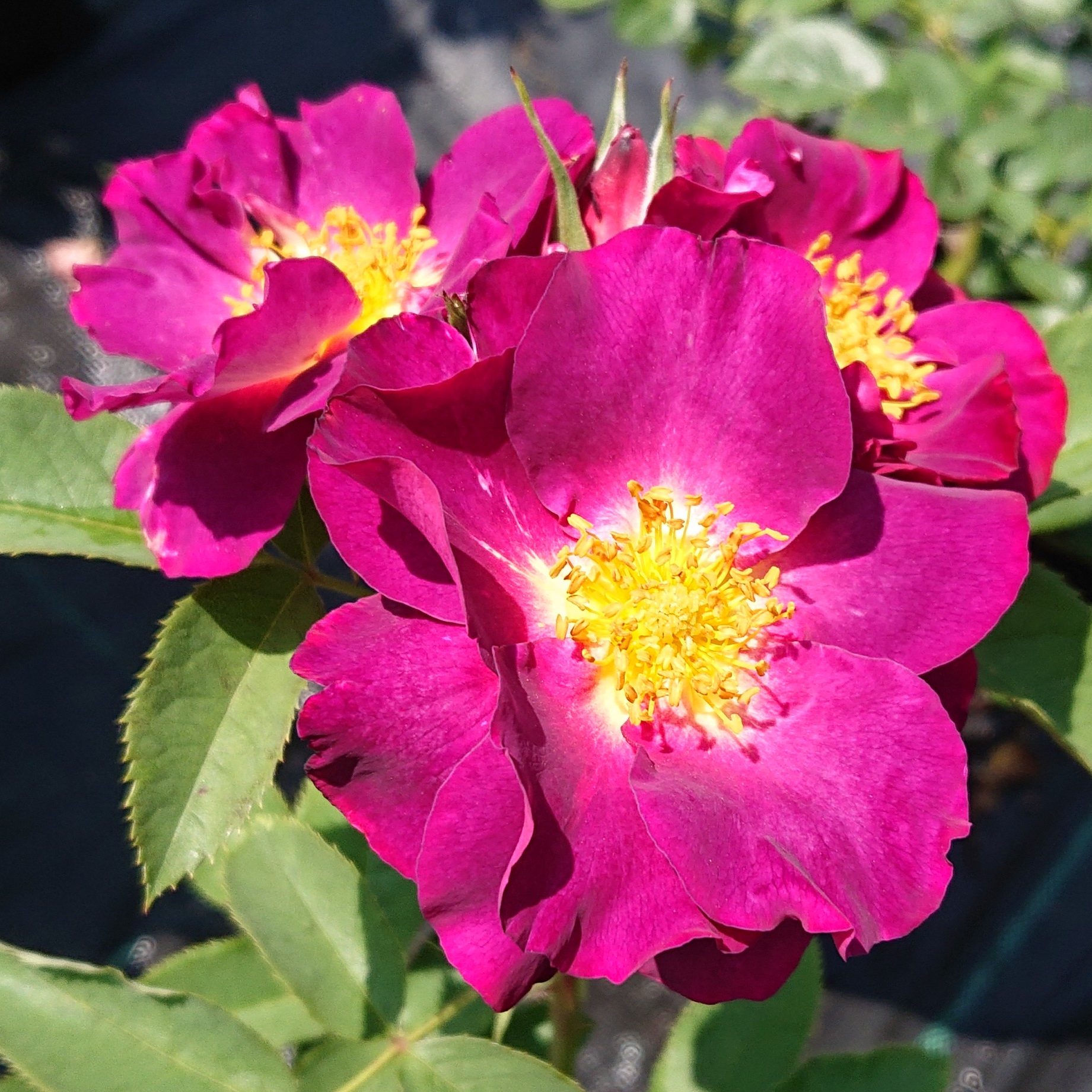 Stormy Weather