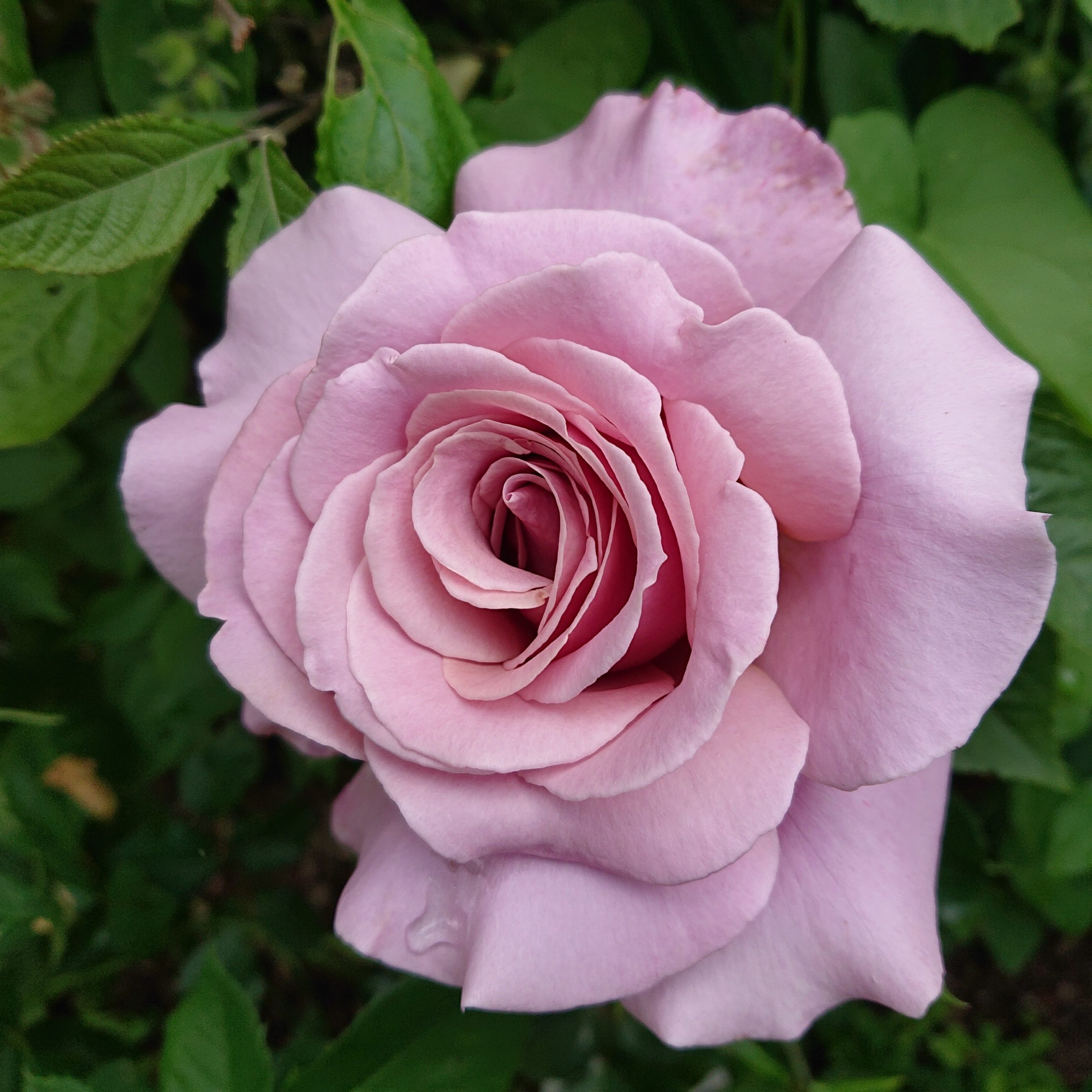 Simply Gorgeous – Bild 2