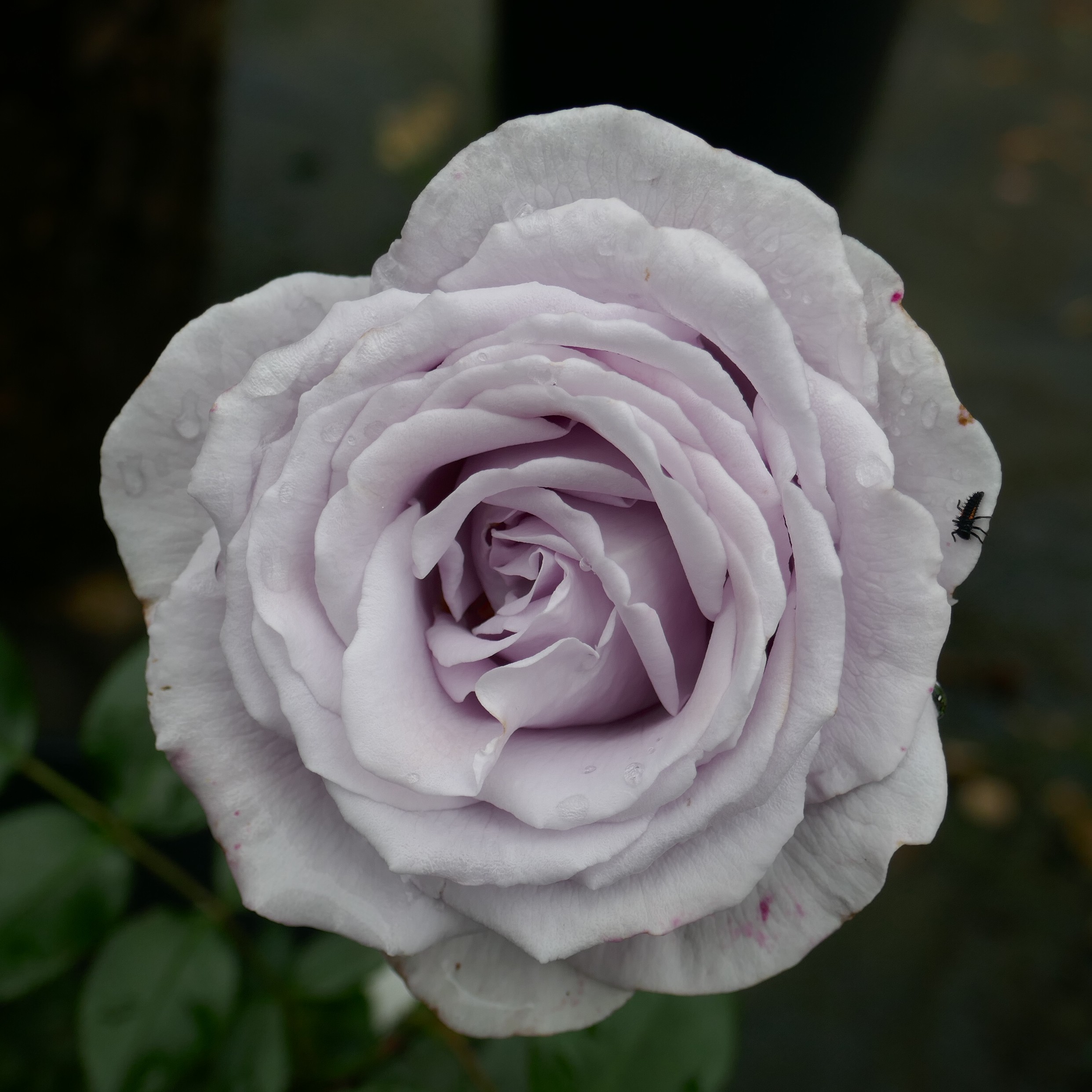 Hi Ho Silver – Bild 13