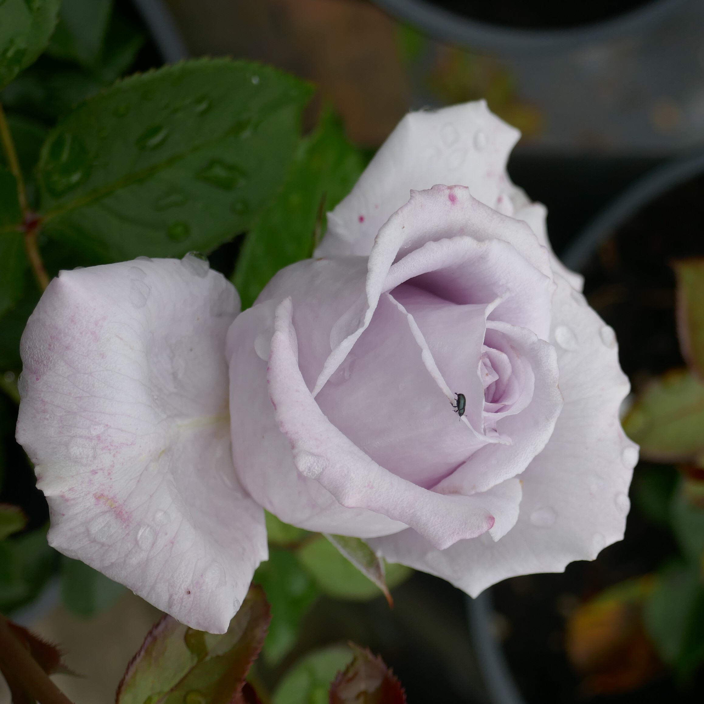 Hi Ho Silver – Bild 9