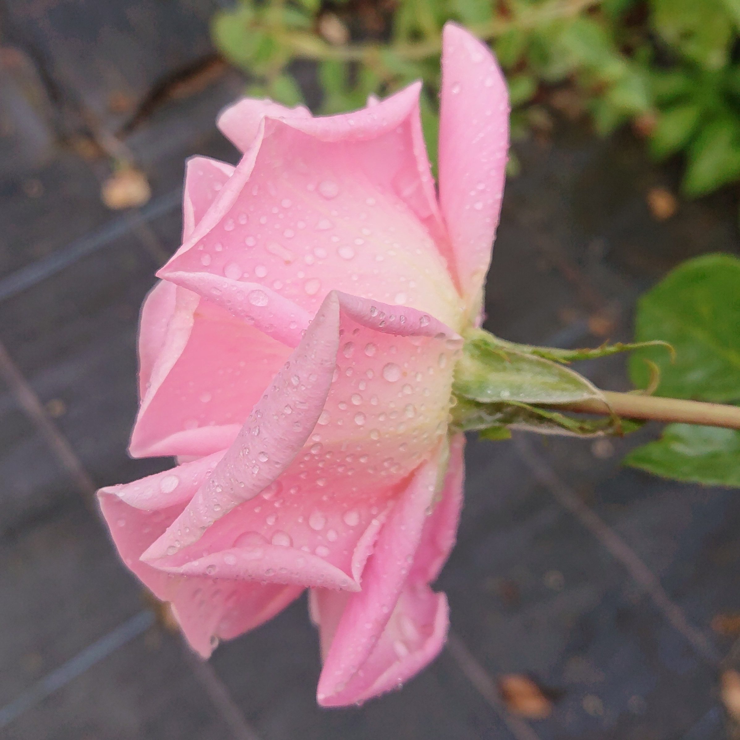 Verian – Bild 7