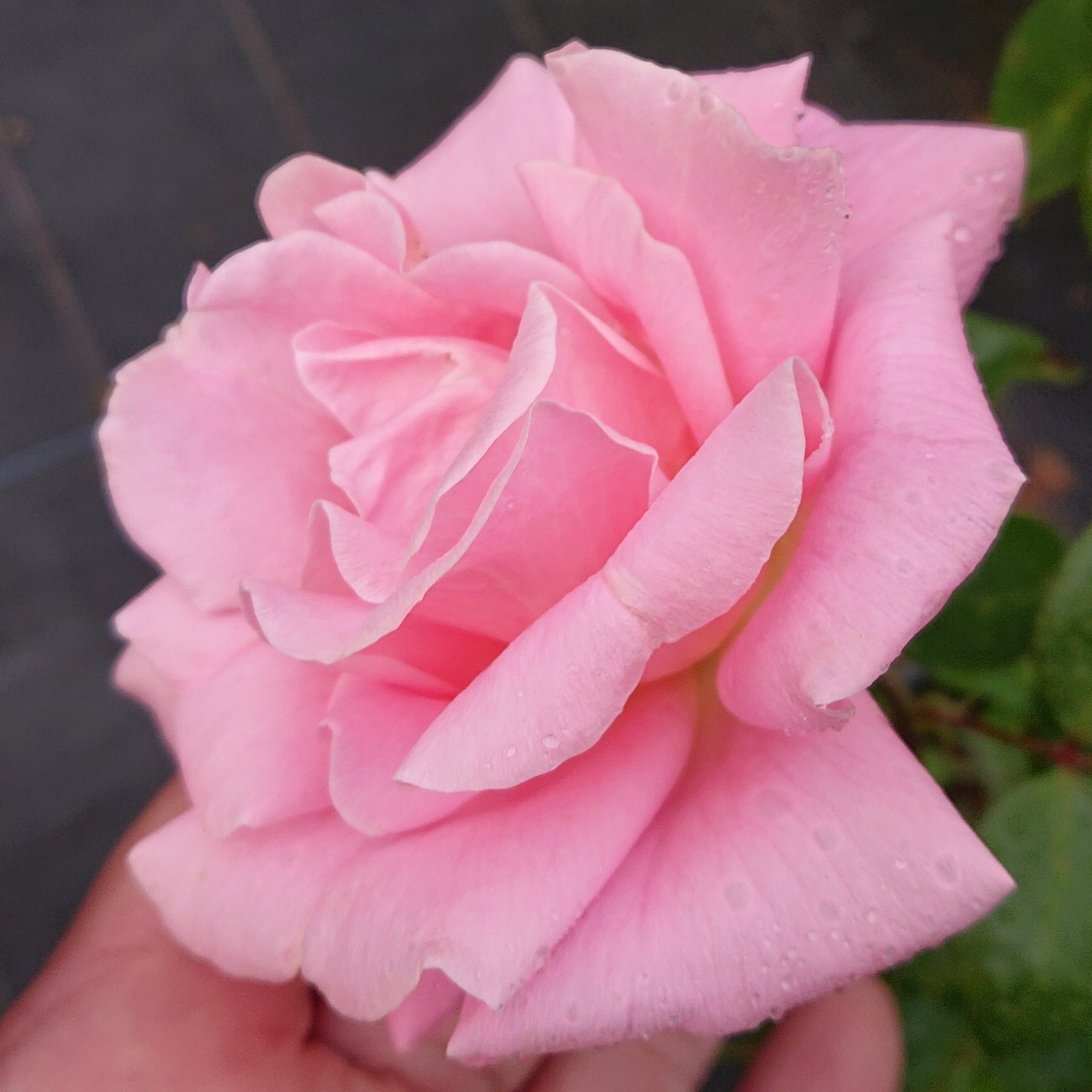 Verian – Bild 6