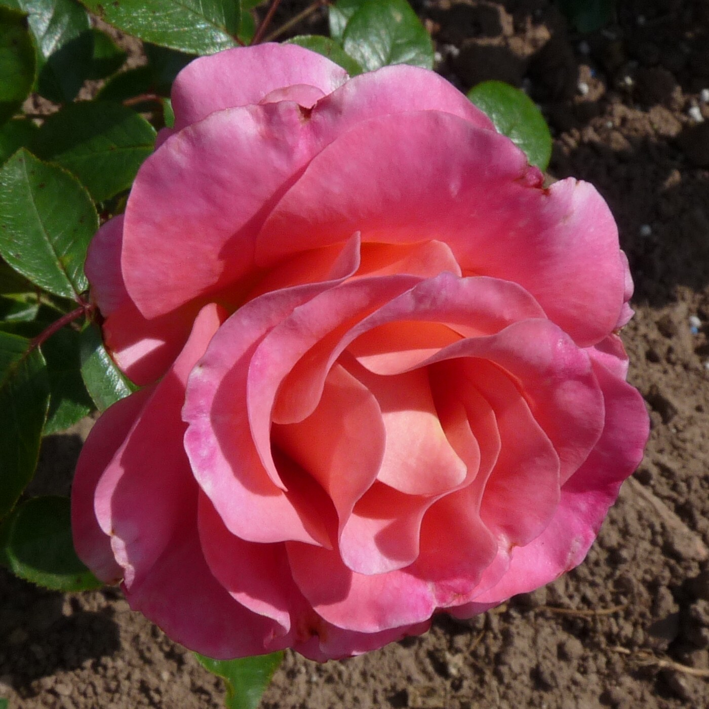 Verian – Bild 3