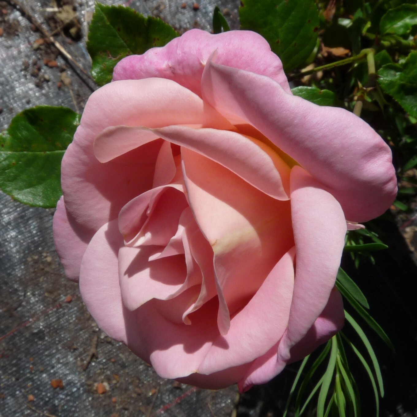 Verian – Bild 2