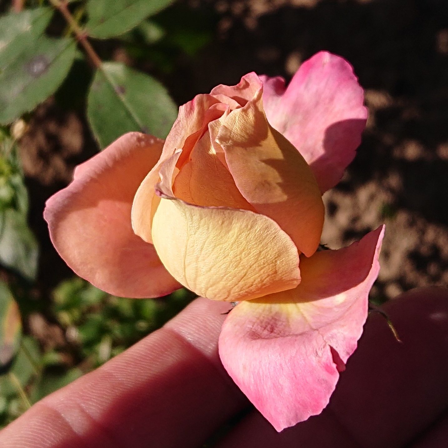 Brownie – Bild 5