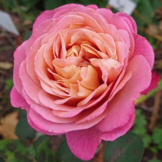 Centenaire de l´Hay-les-roses