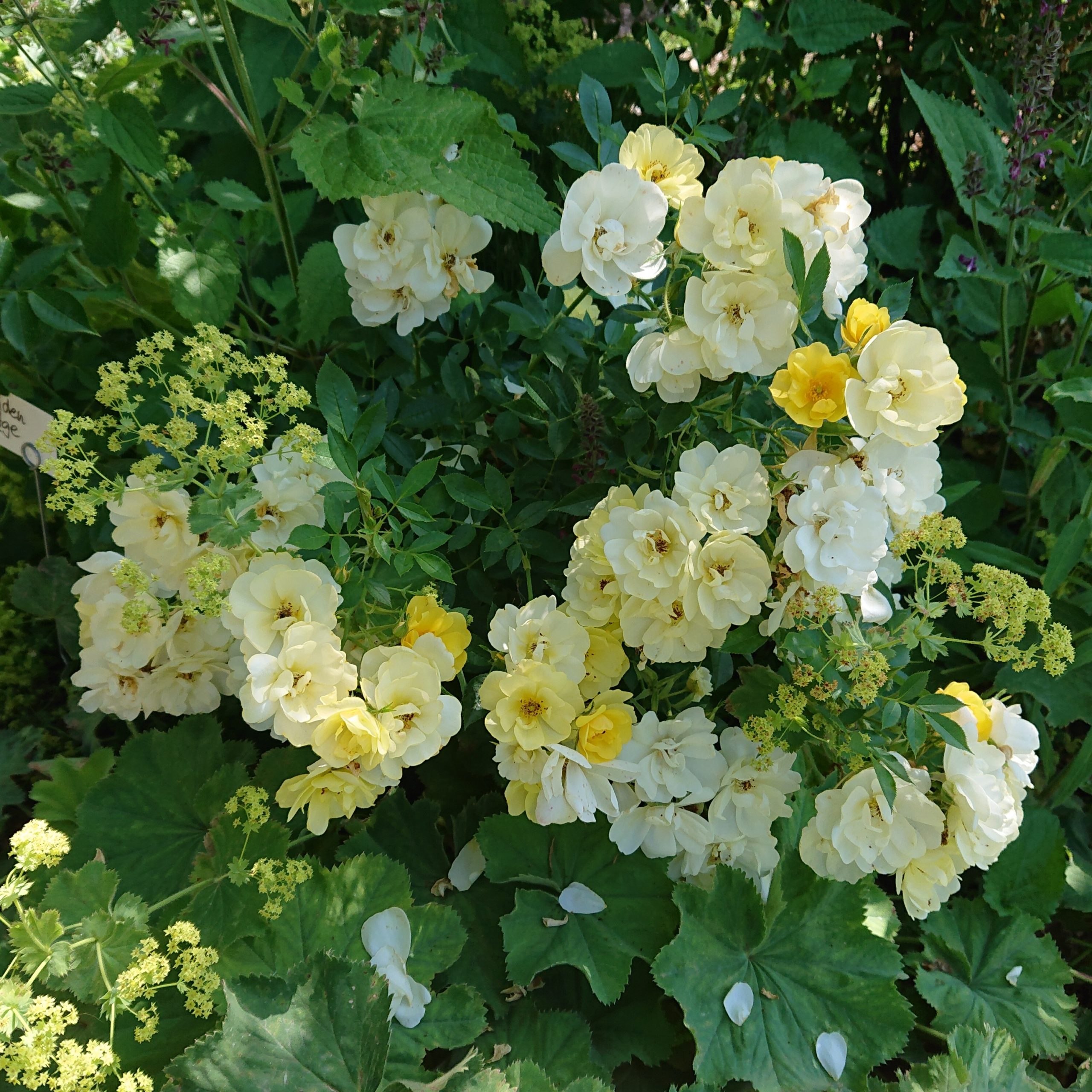 Golden Age – Bild 3