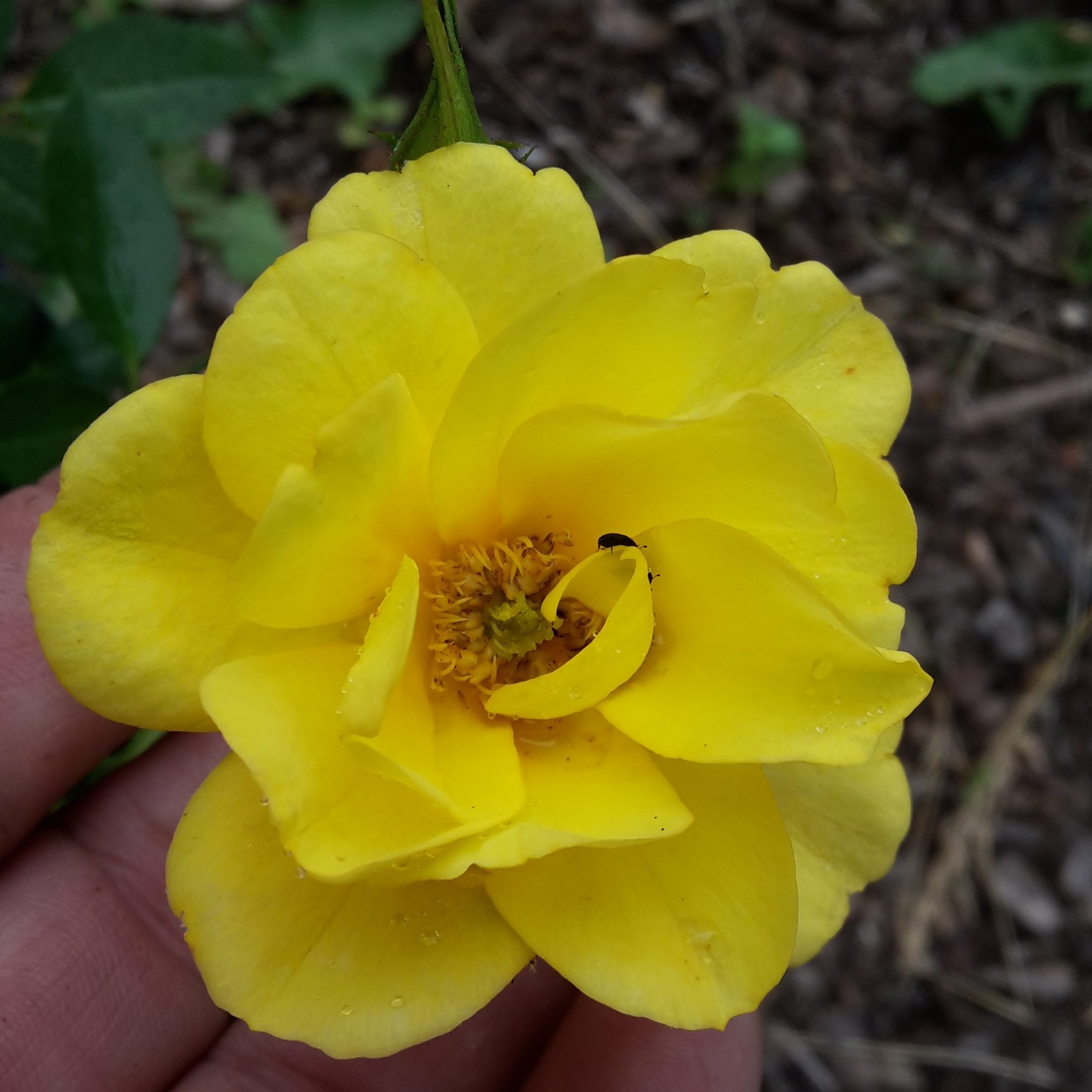 Golden Age – Bild 2