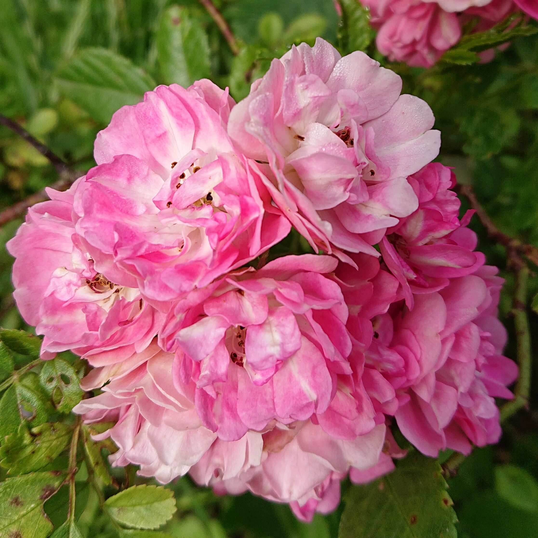 Knöpfchen – Bild 2