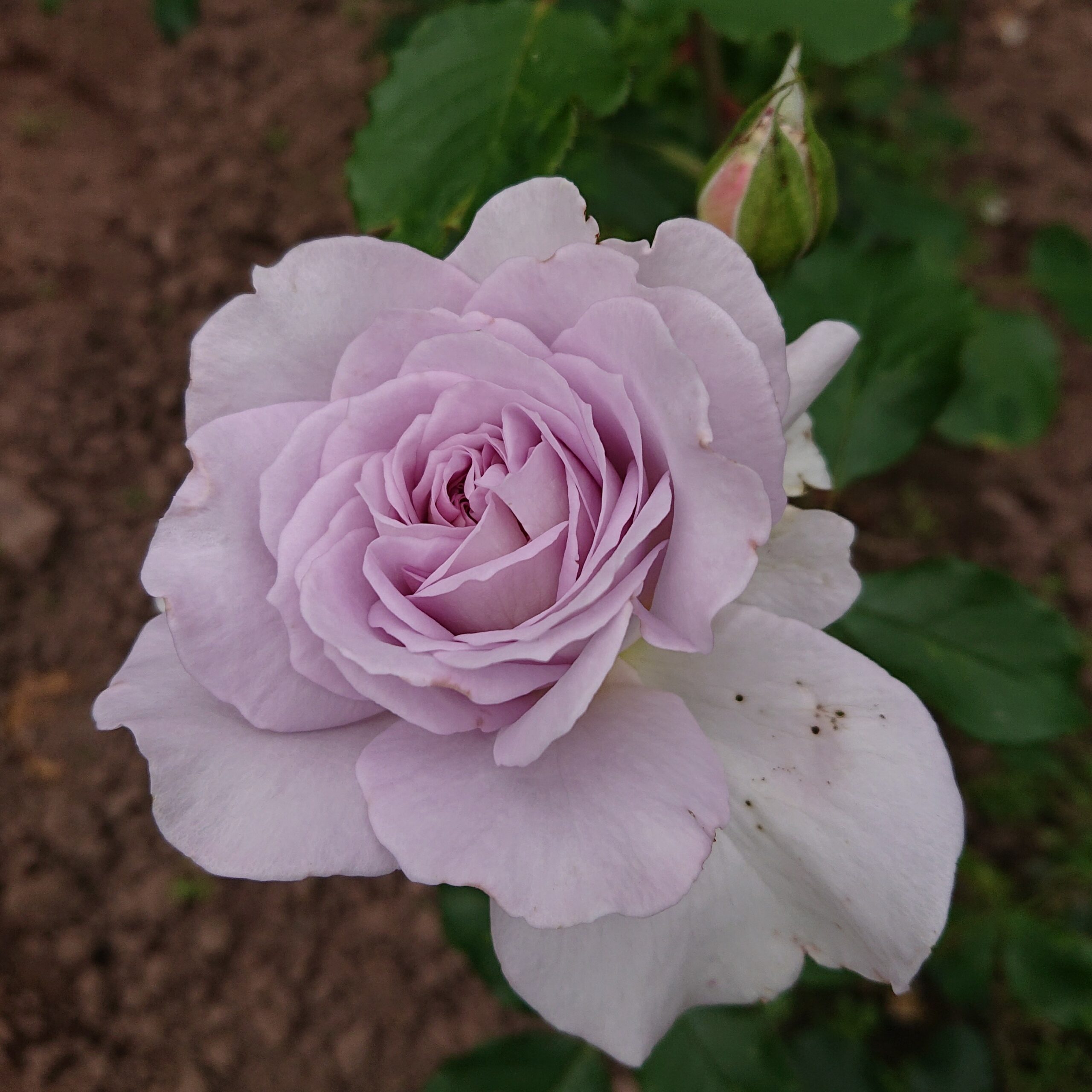 Out of the Blue – Bild 2