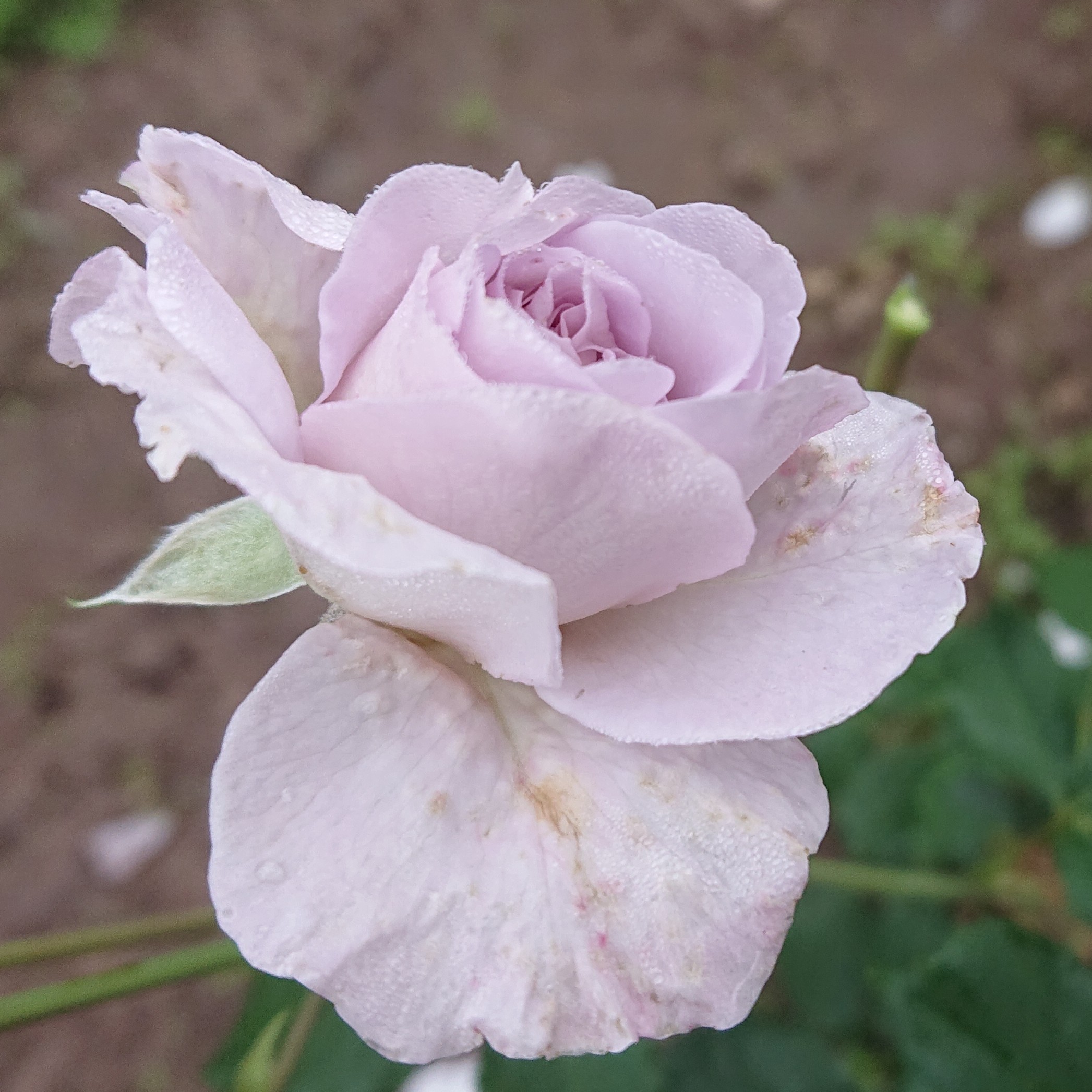 Out of the Blue – Bild 4