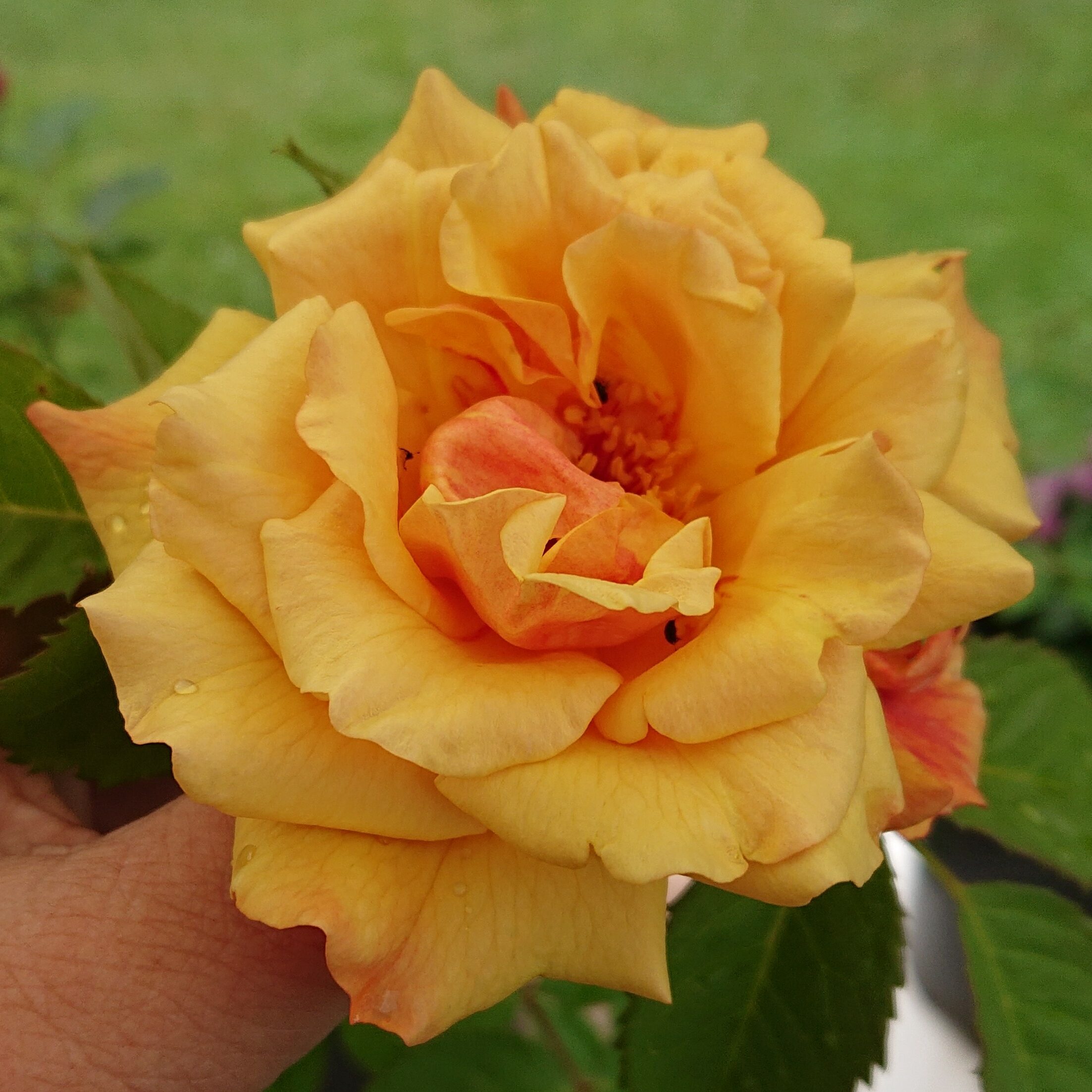 Postilion – Bild 4