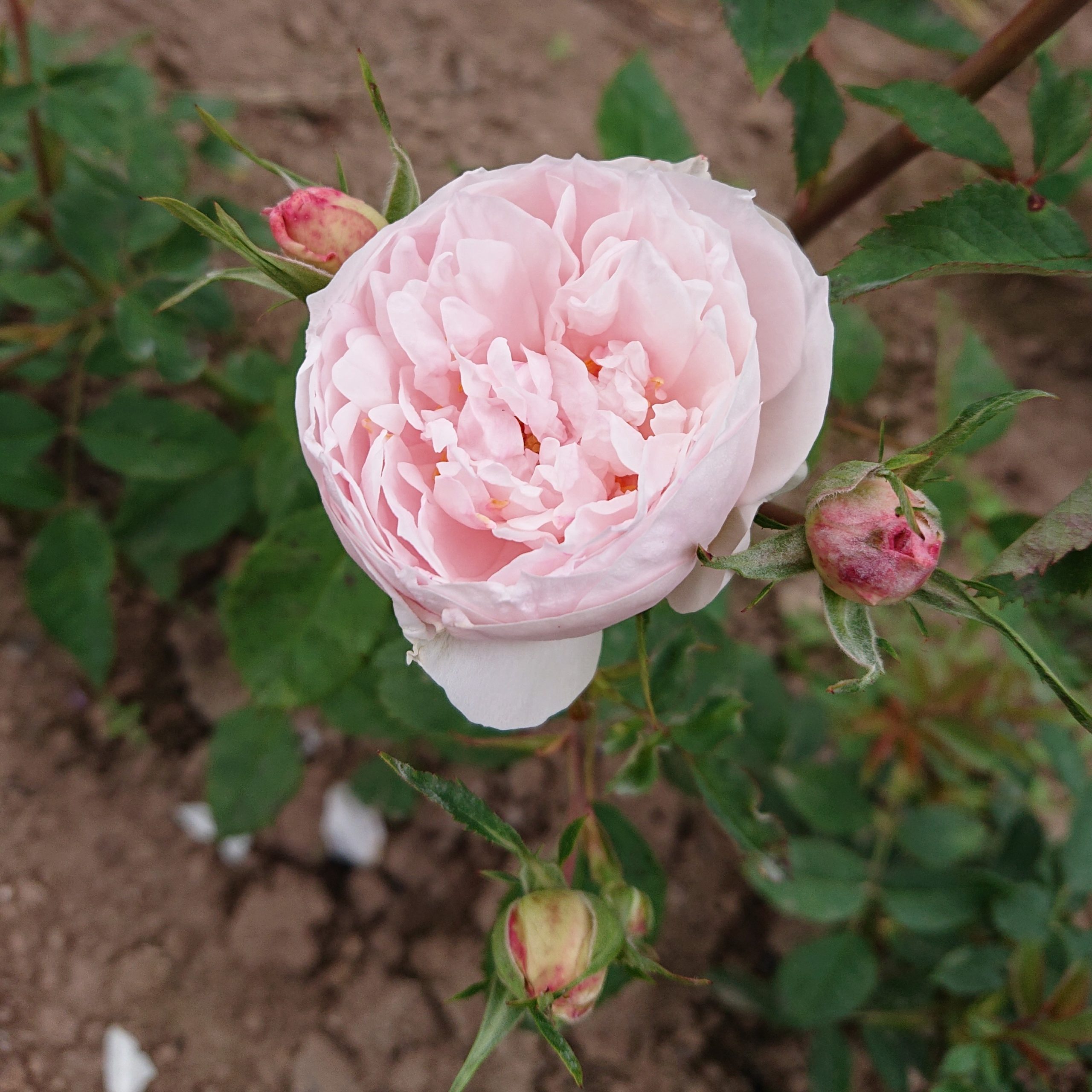 Prinzessin – Bild 6