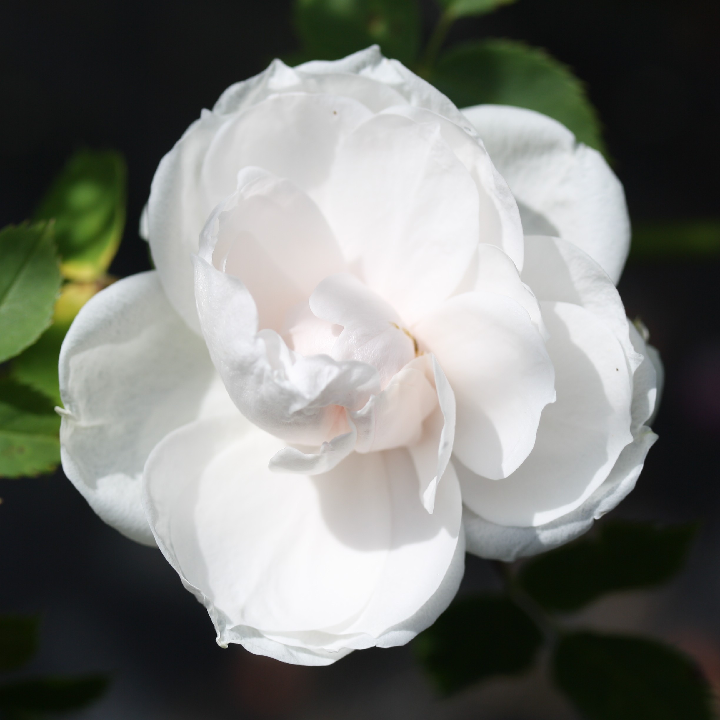 Prinzessin – Bild 5