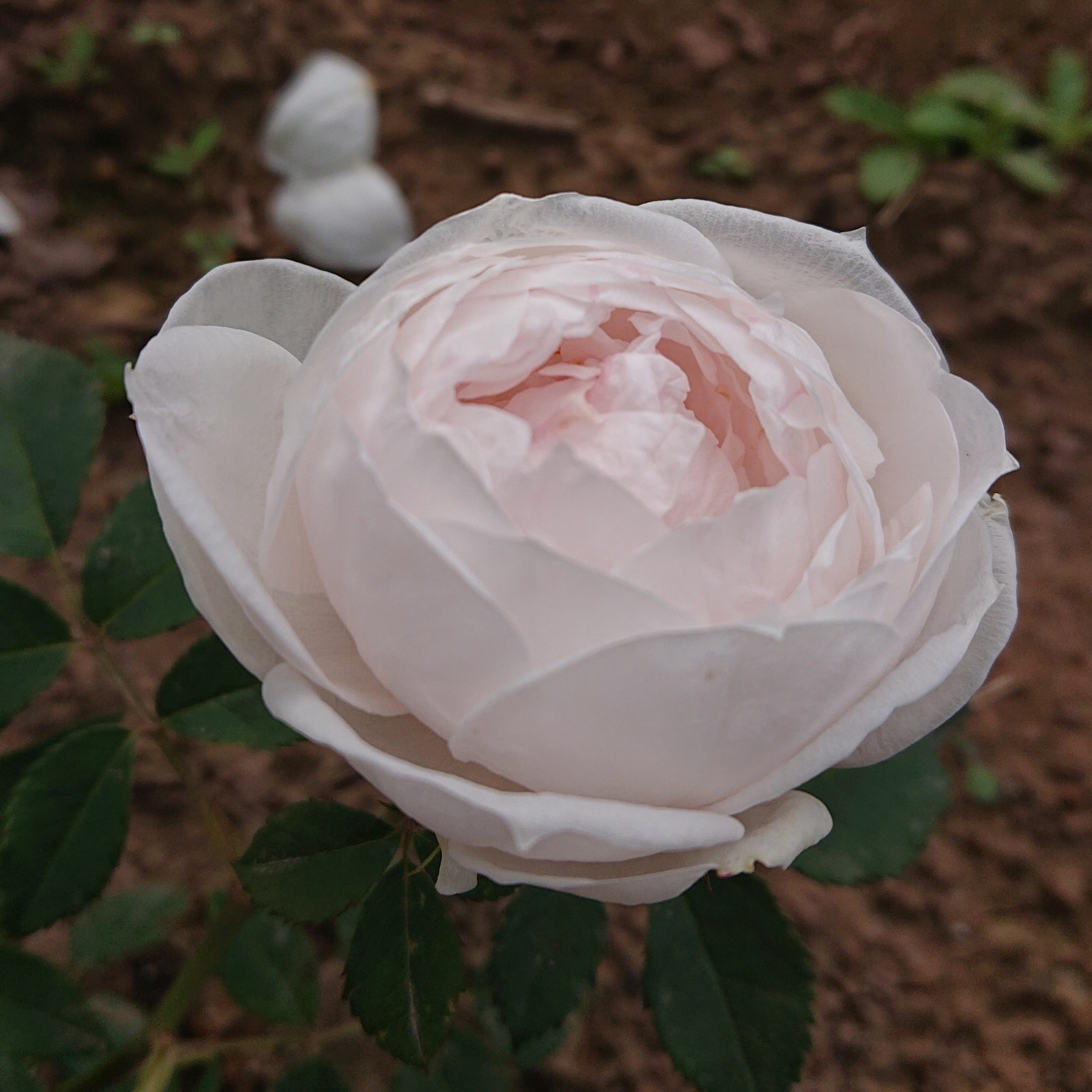Prinzessin – Bild 4