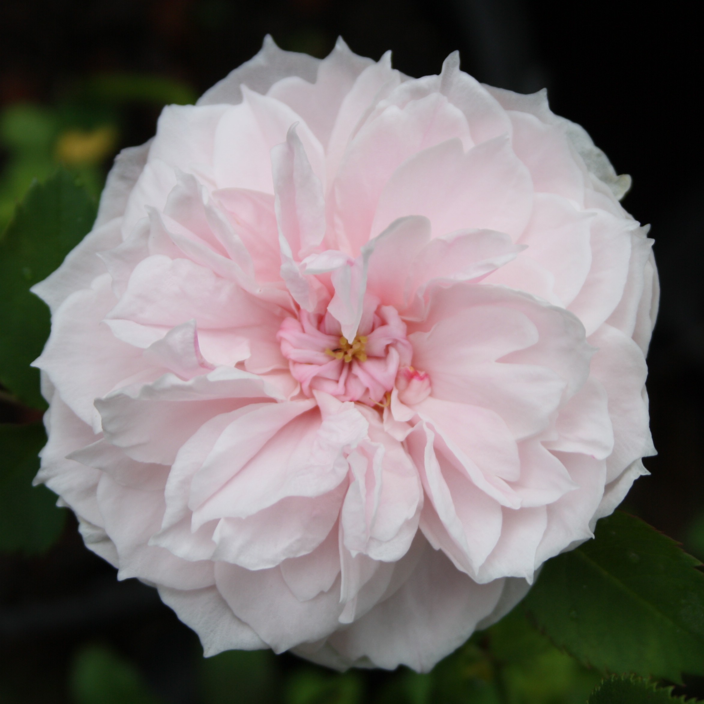 Prinzessin – Bild 3