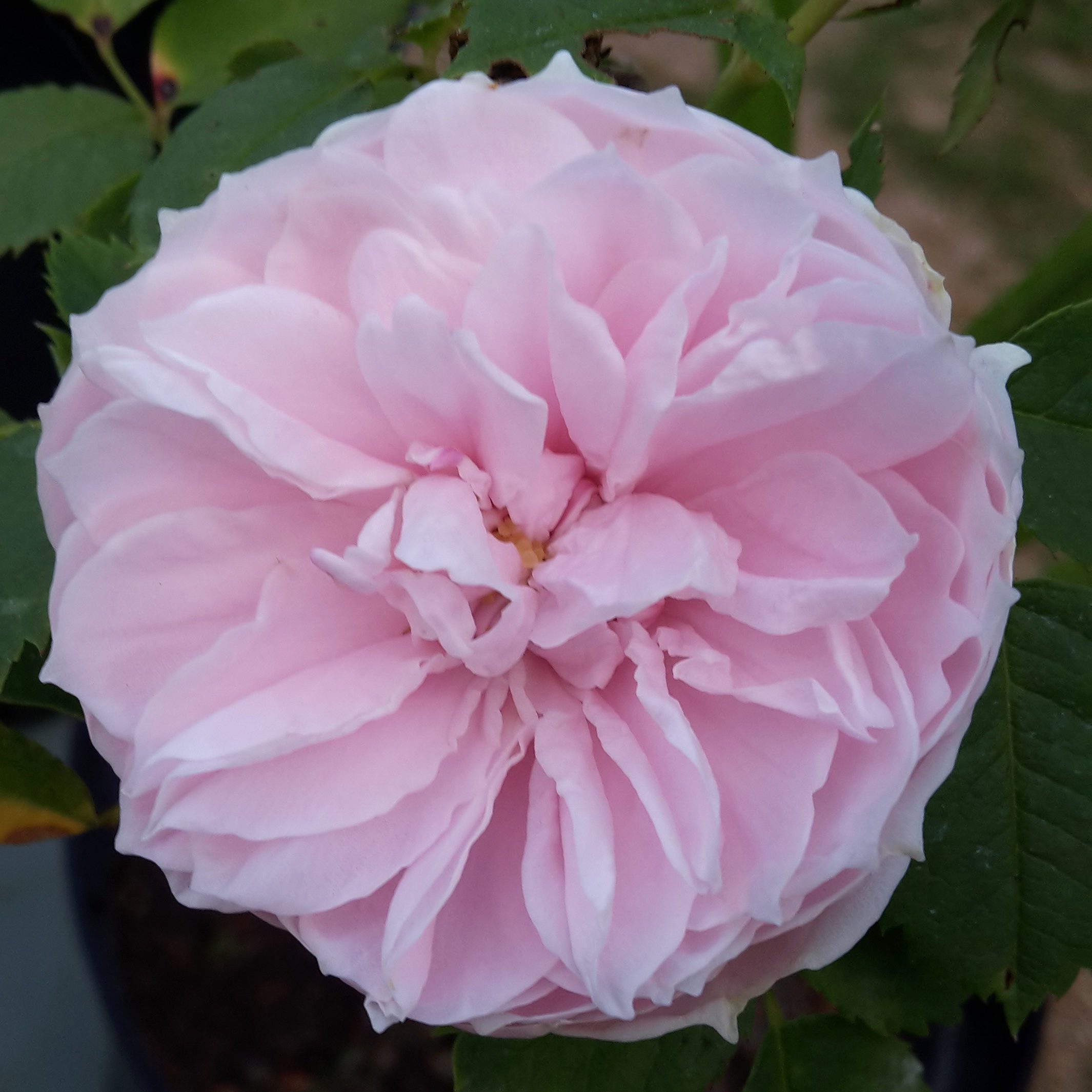 Prinzessin – Bild 2