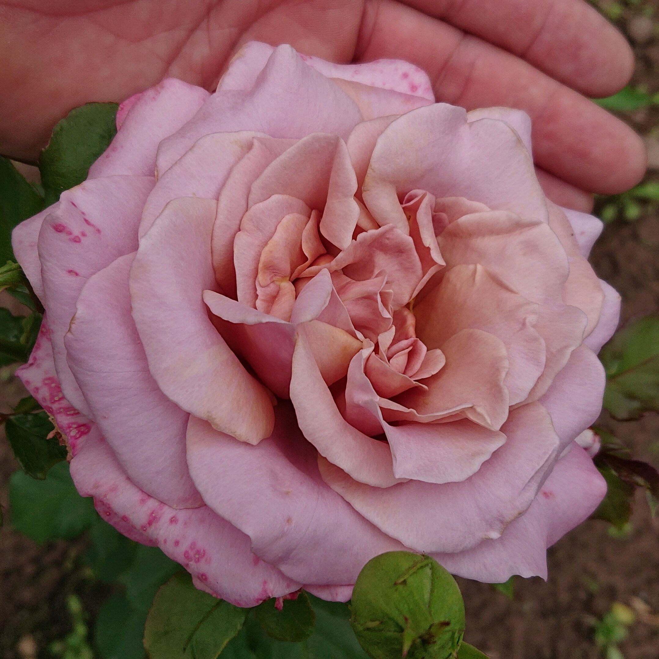 Simply Gorgeous – Bild 3