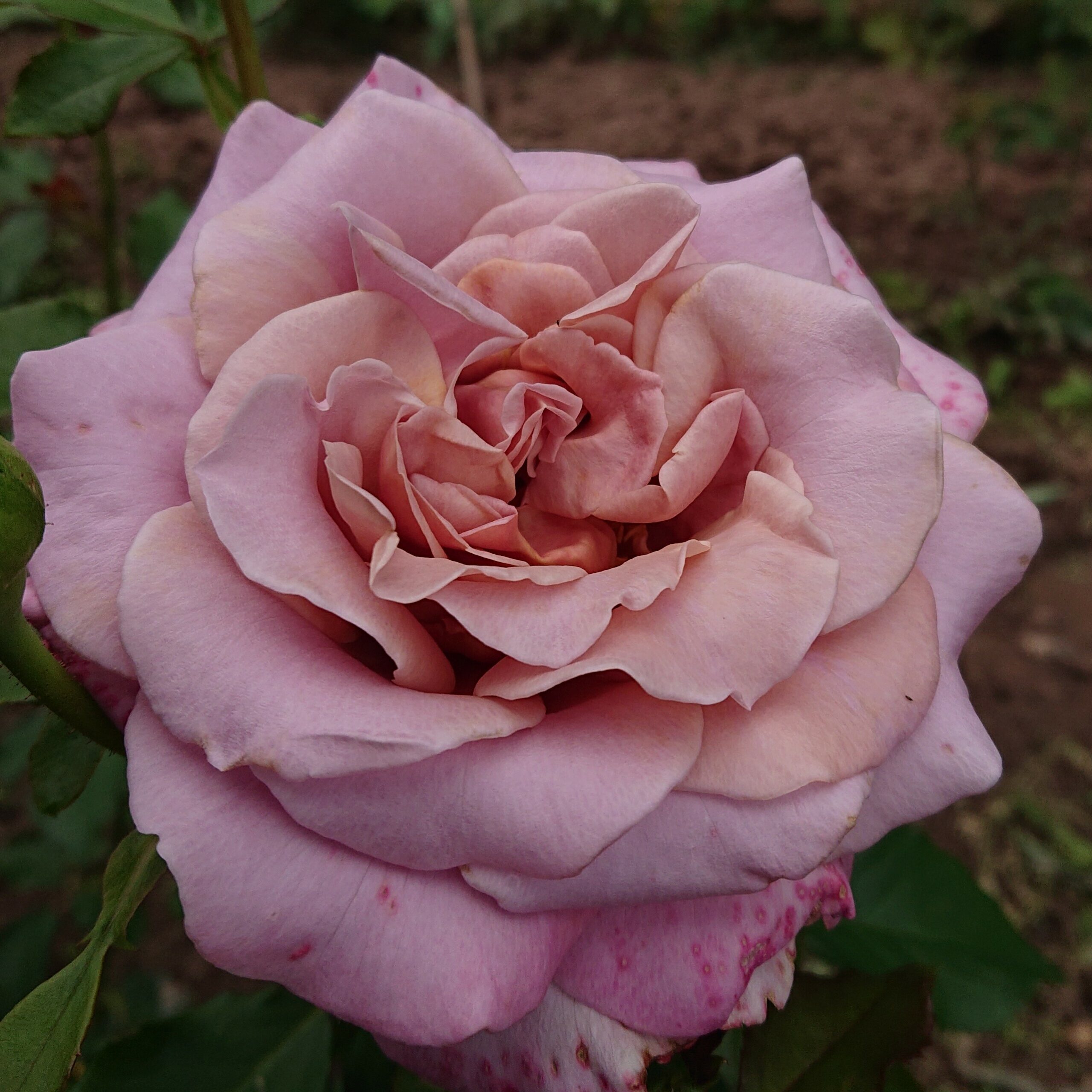 Simply Gorgeous – Bild 4