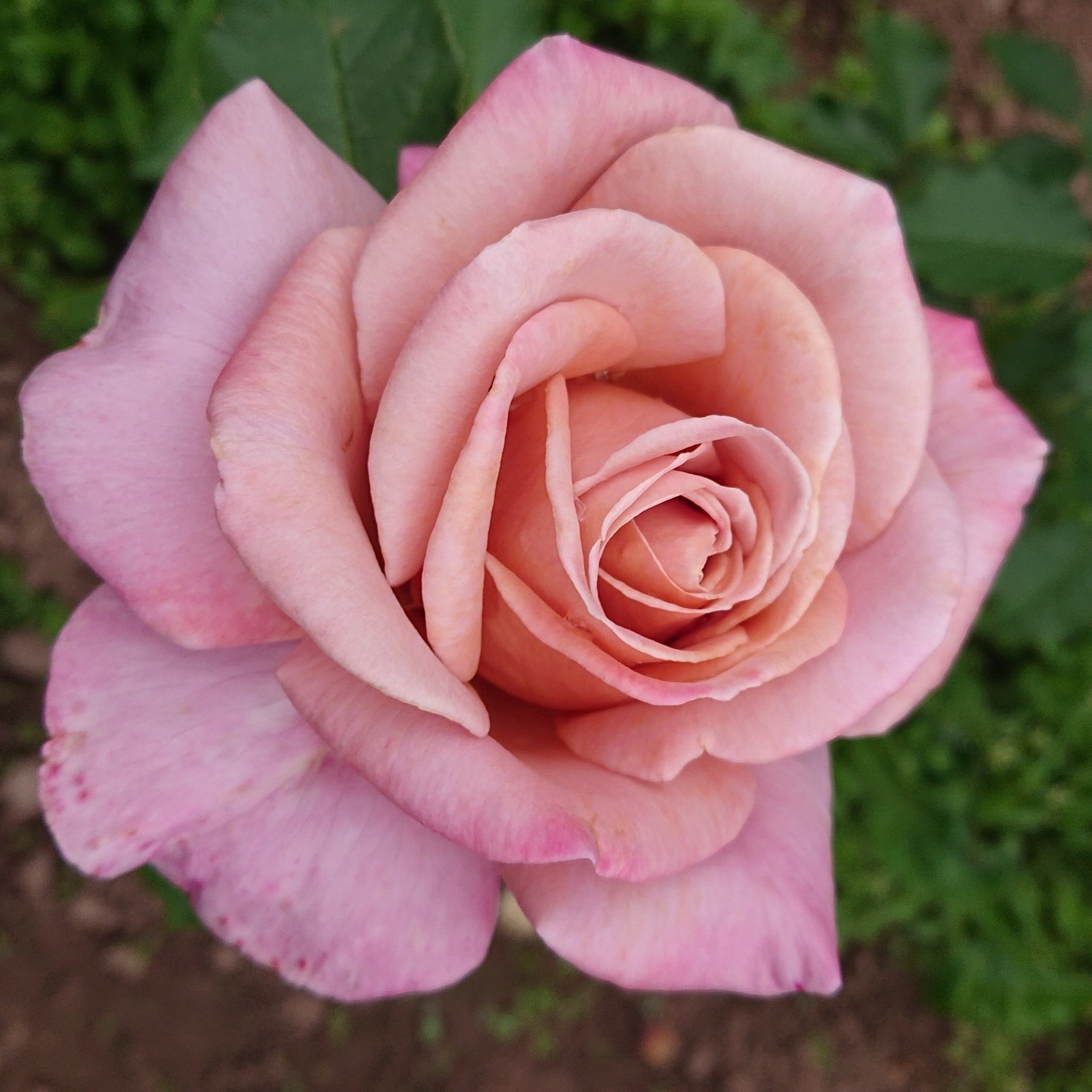 Simply Gorgeous – Bild 5