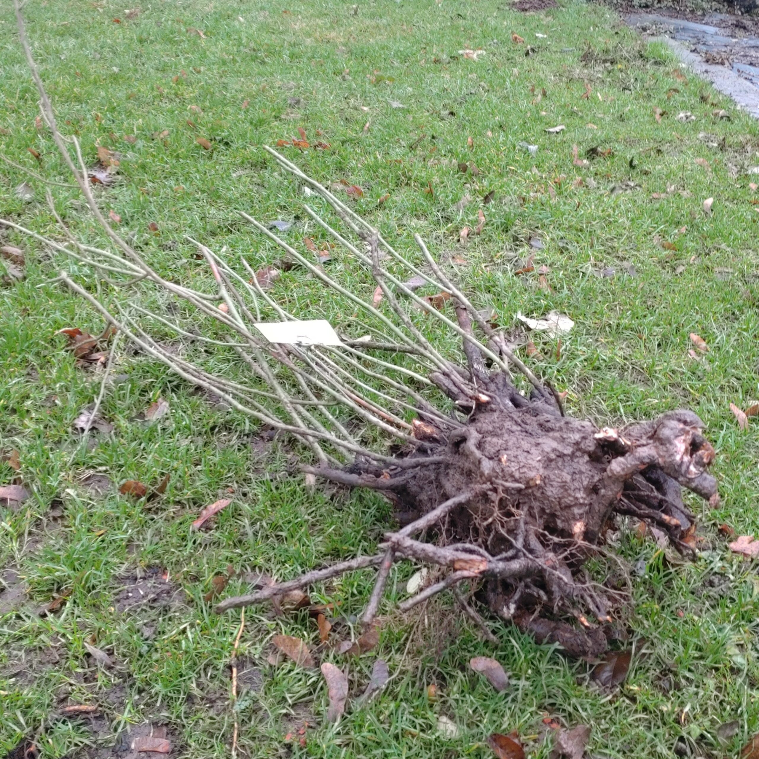 Rosenausläufer – Bild 2