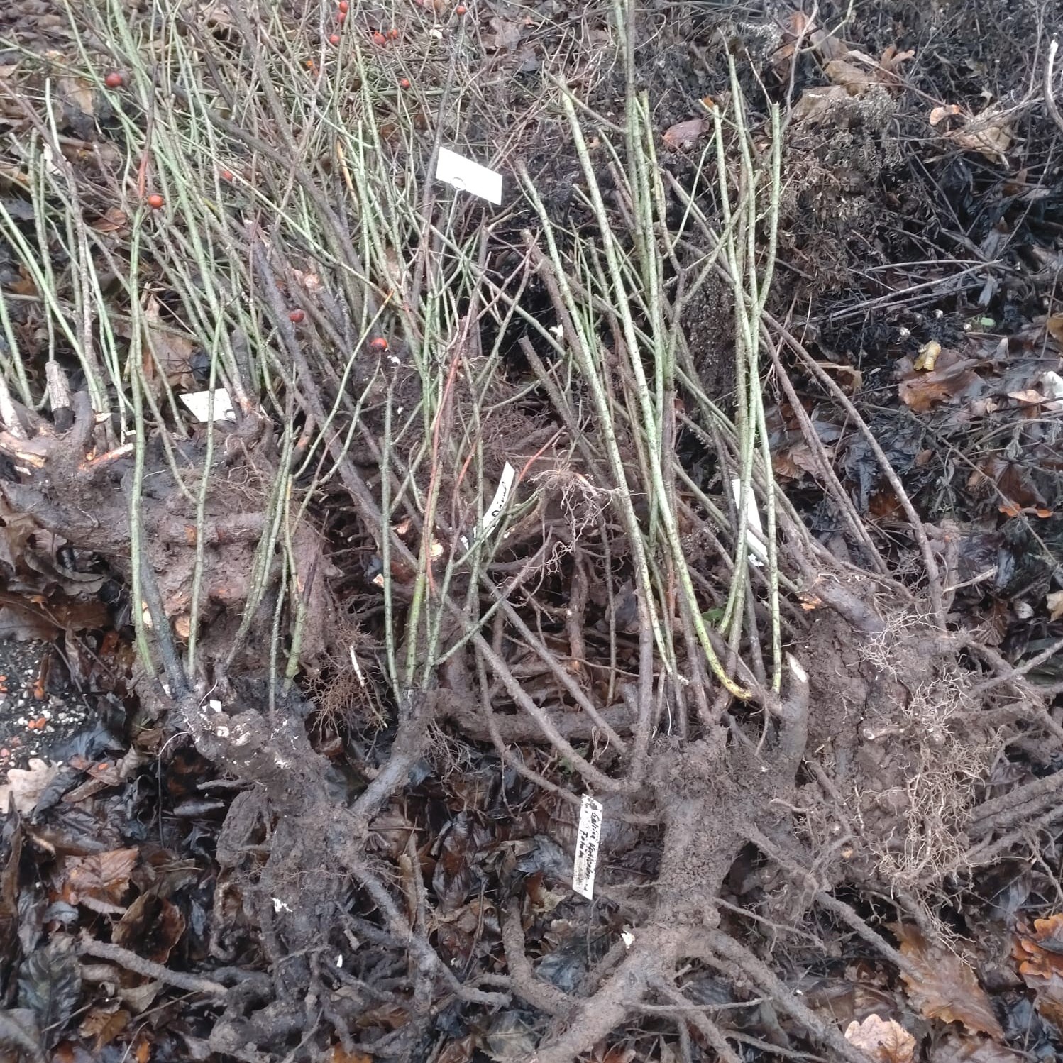 Rosenausläufer – Bild 3