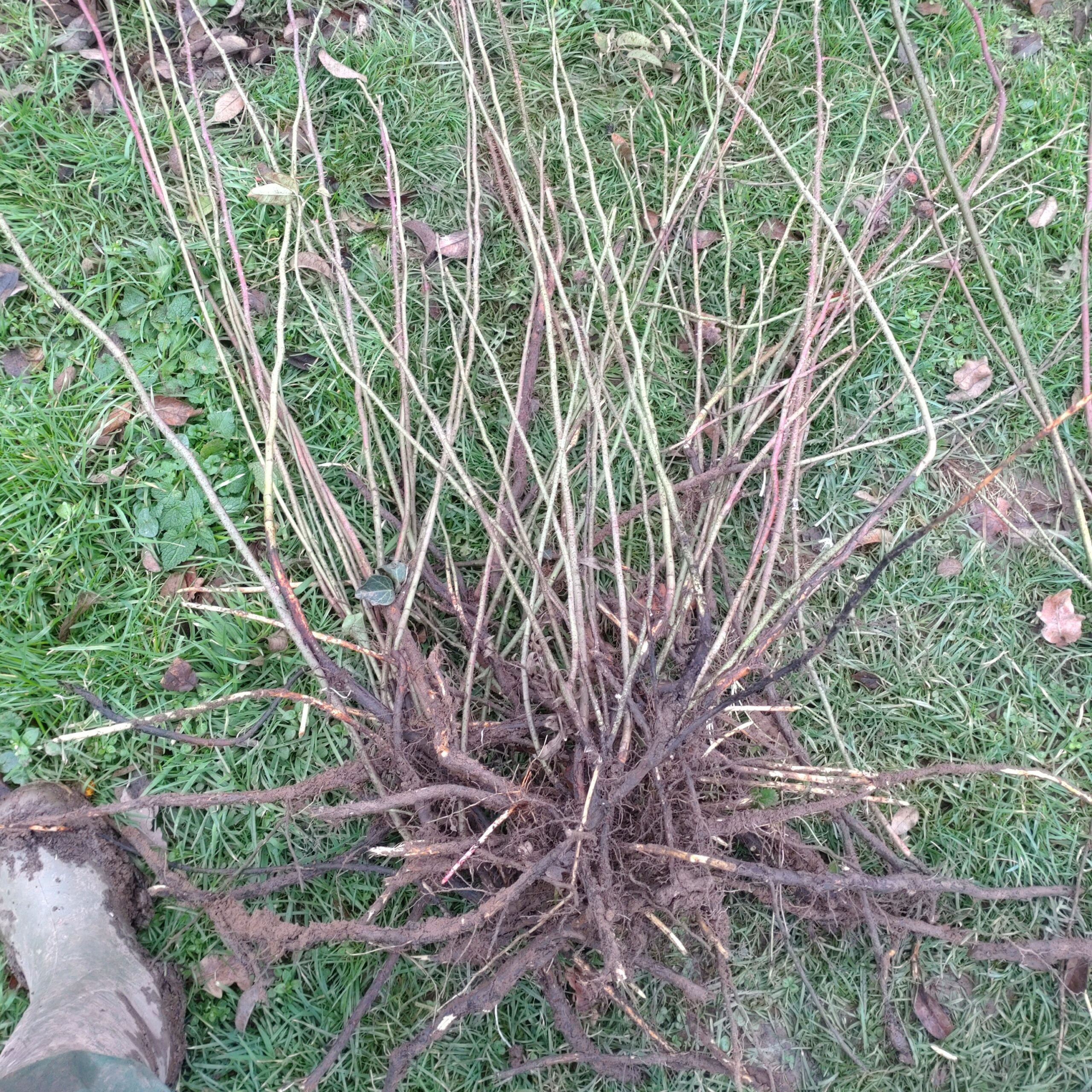 Rosenausläufer – Bild 4