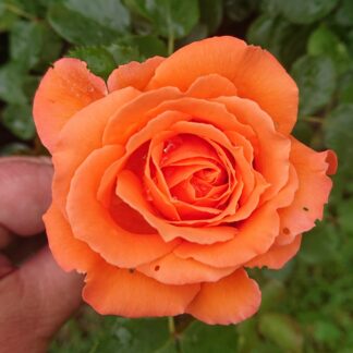 Orange Meilove