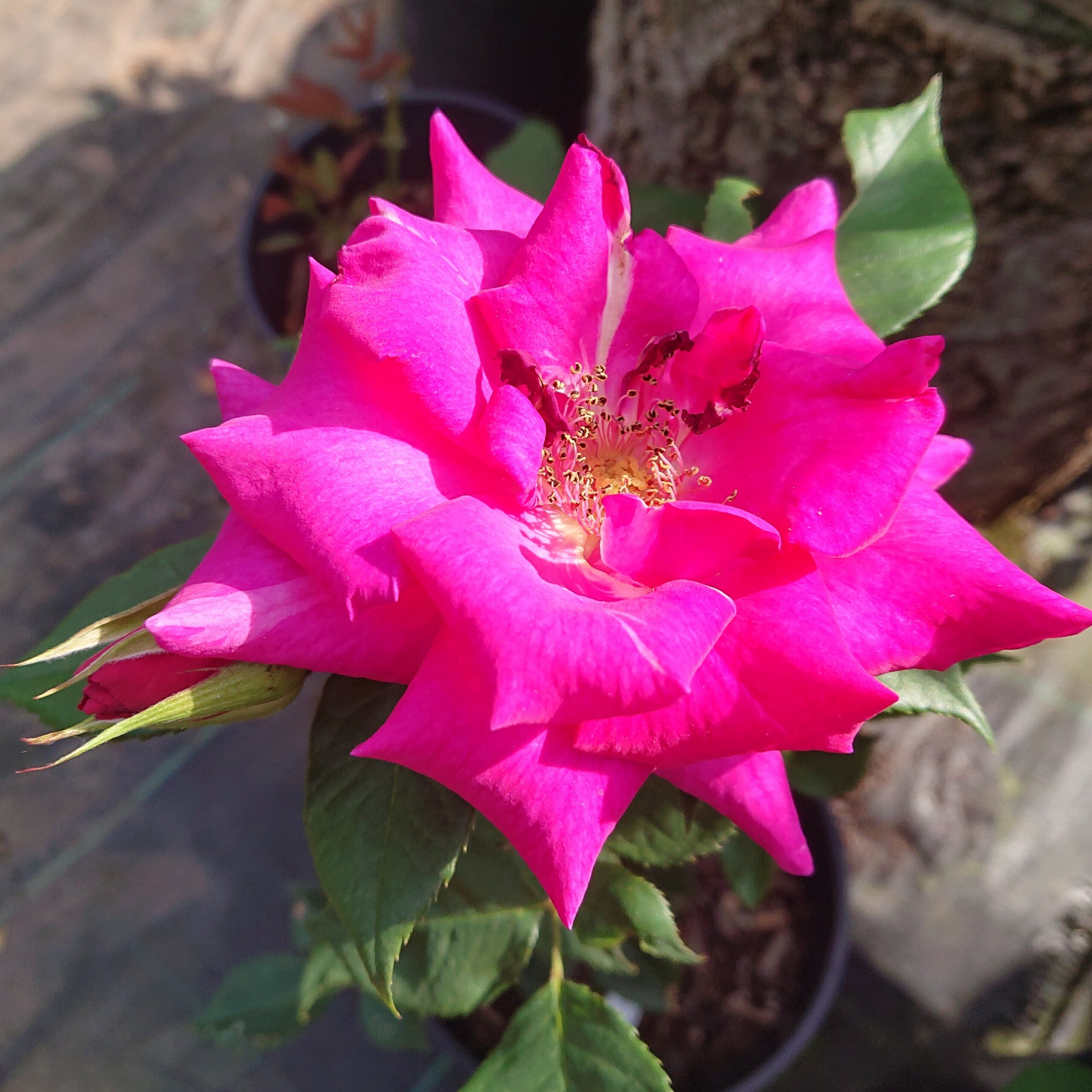 Captivante – Bild 4