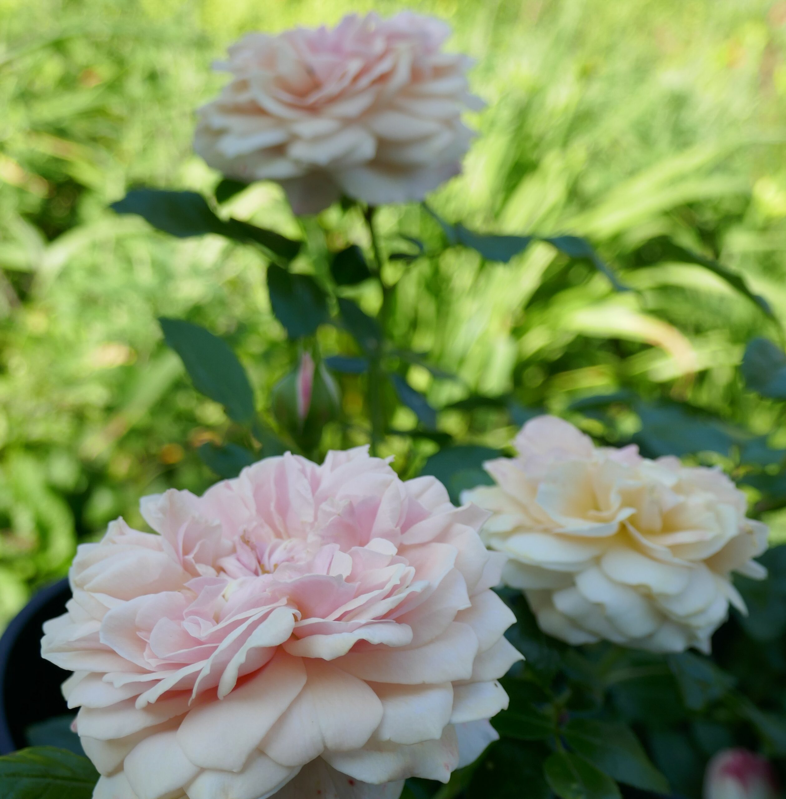 Garden of Roses – Bild 2