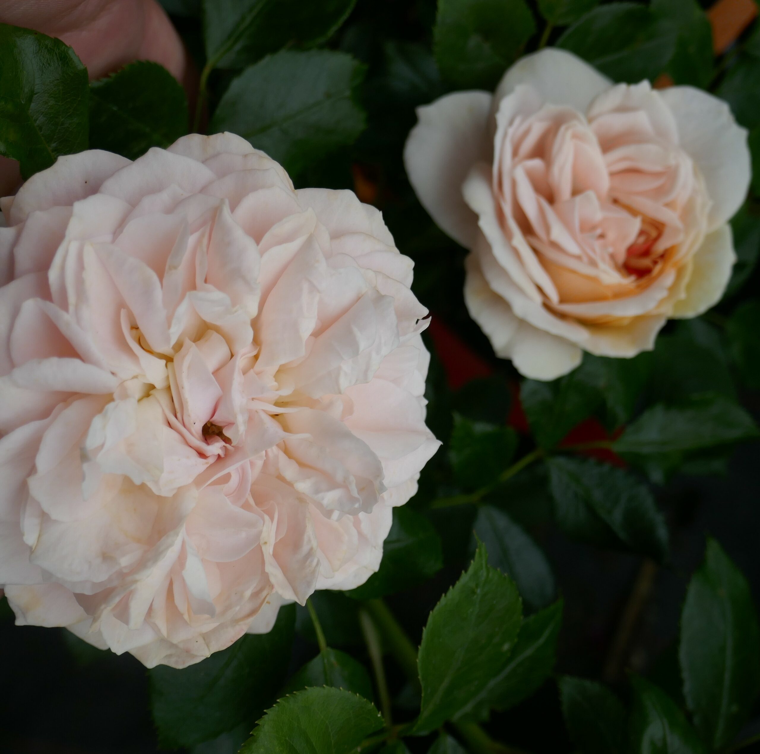 Garden of Roses – Bild 4
