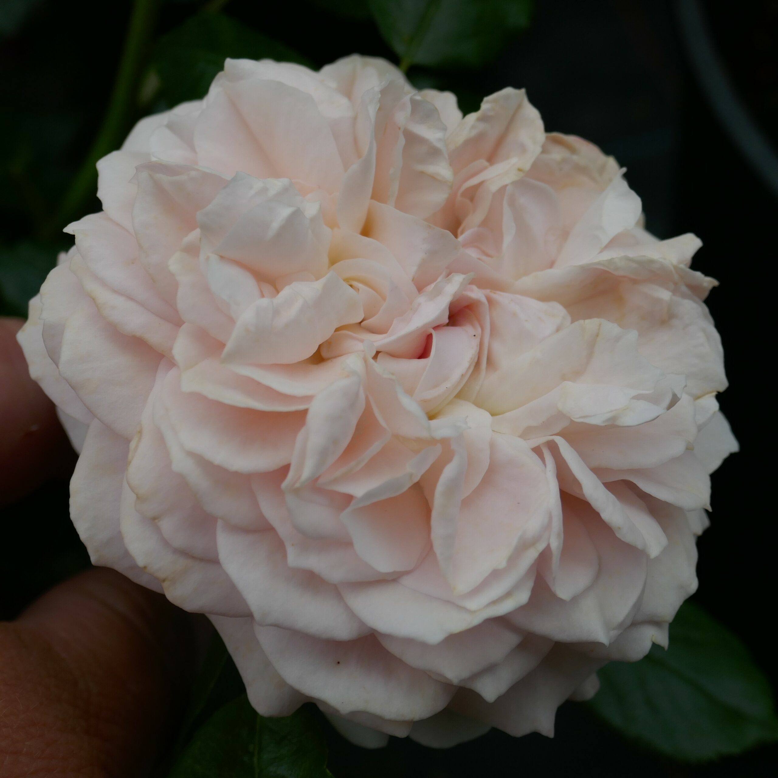 Garden of Roses – Bild 5