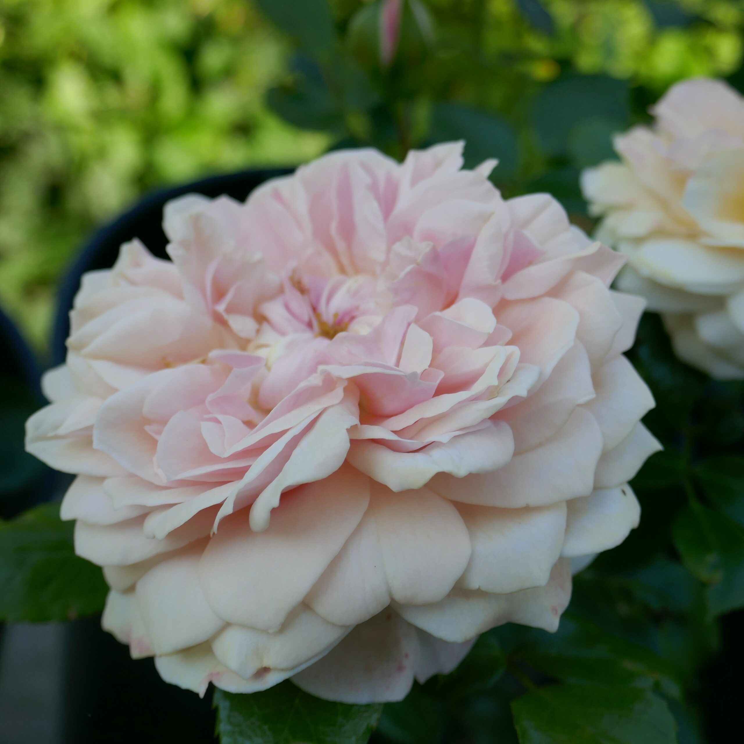 Garden of Roses – Bild 6