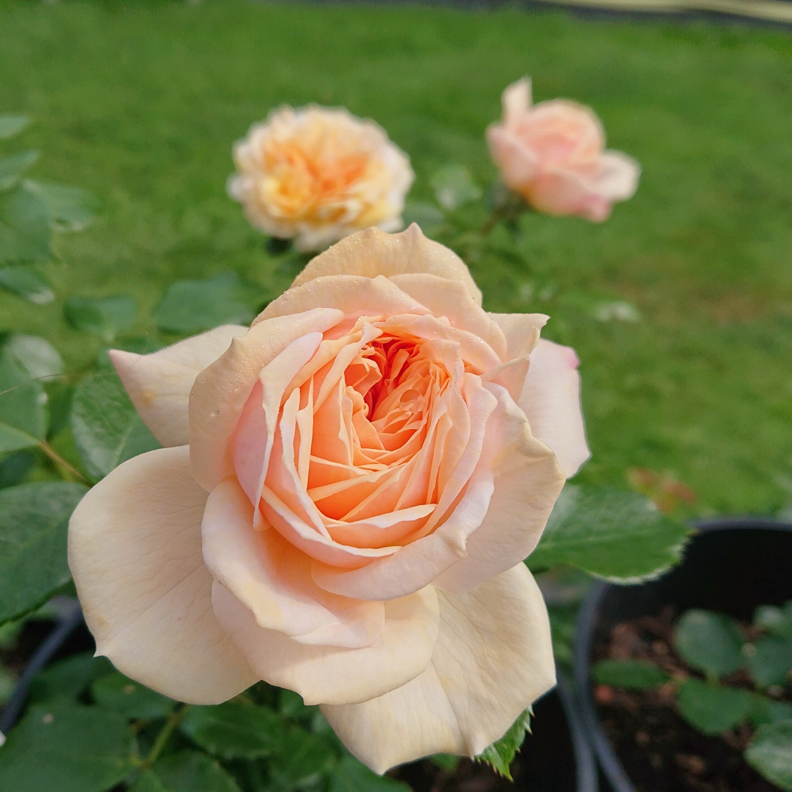 Garden of Roses