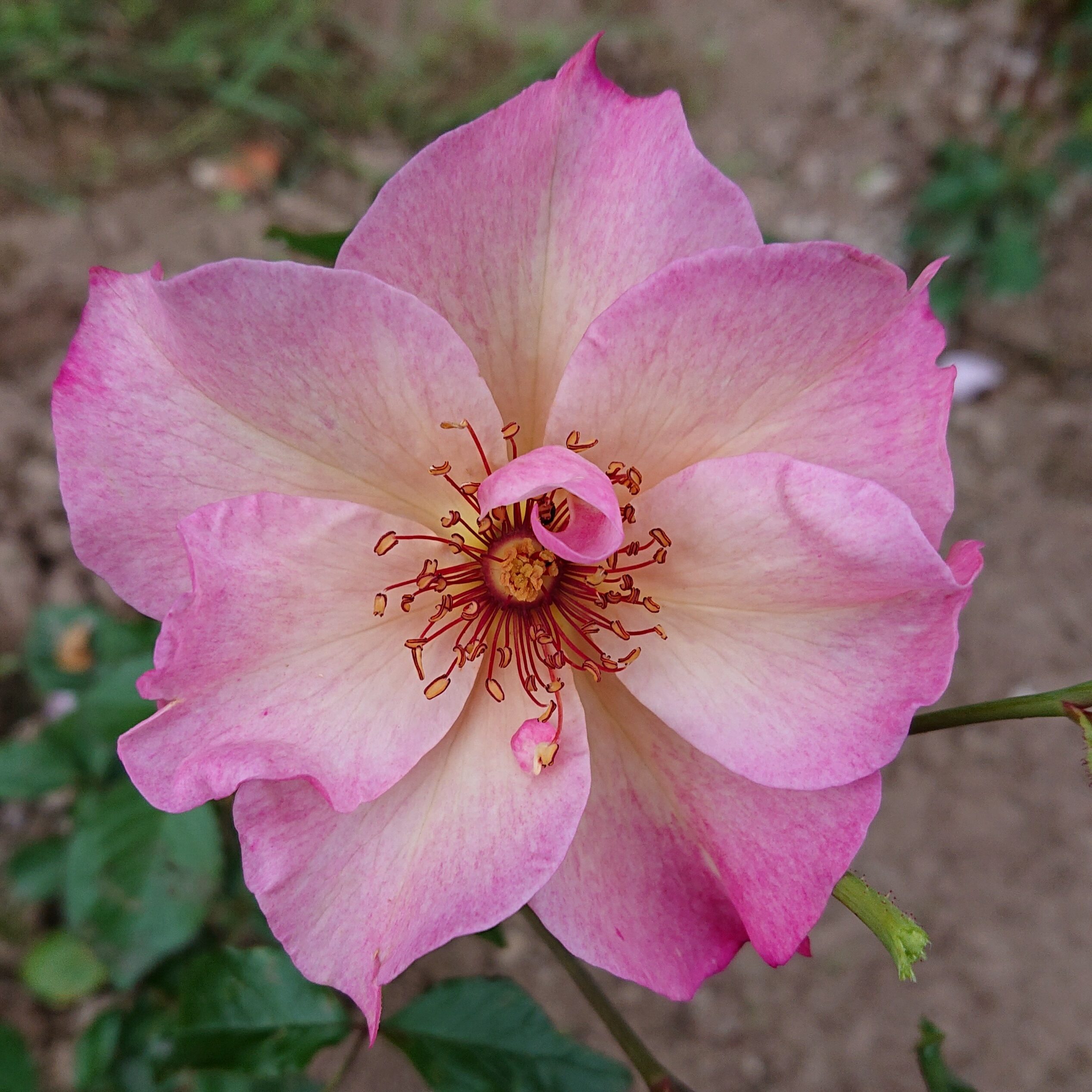 MyRose – Bild 12