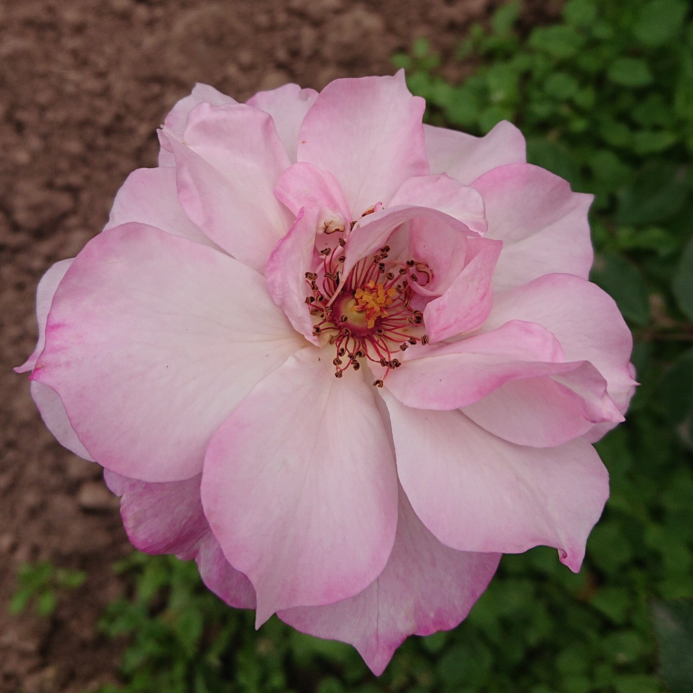 MyRose – Bild 10