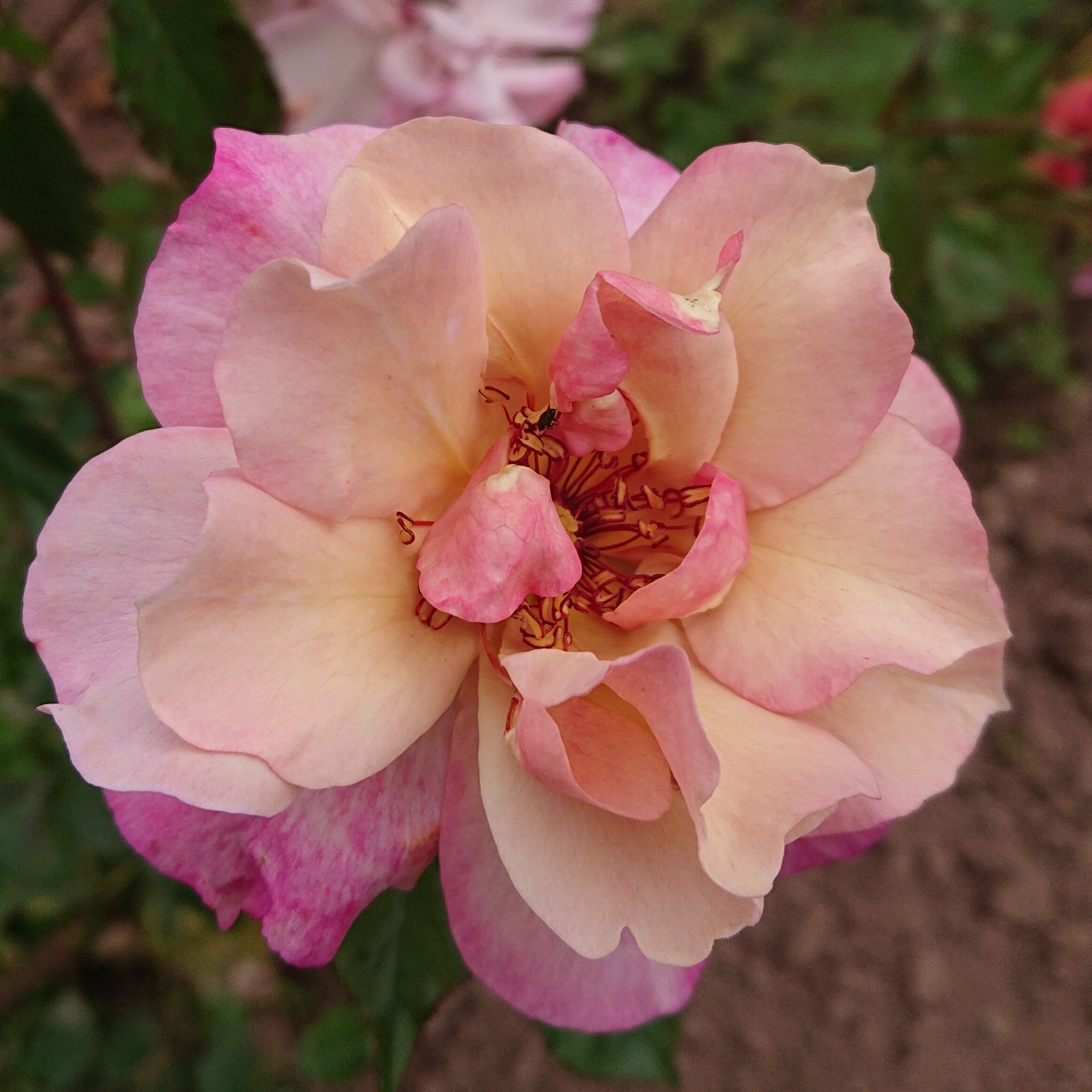 MyRose – Bild 11