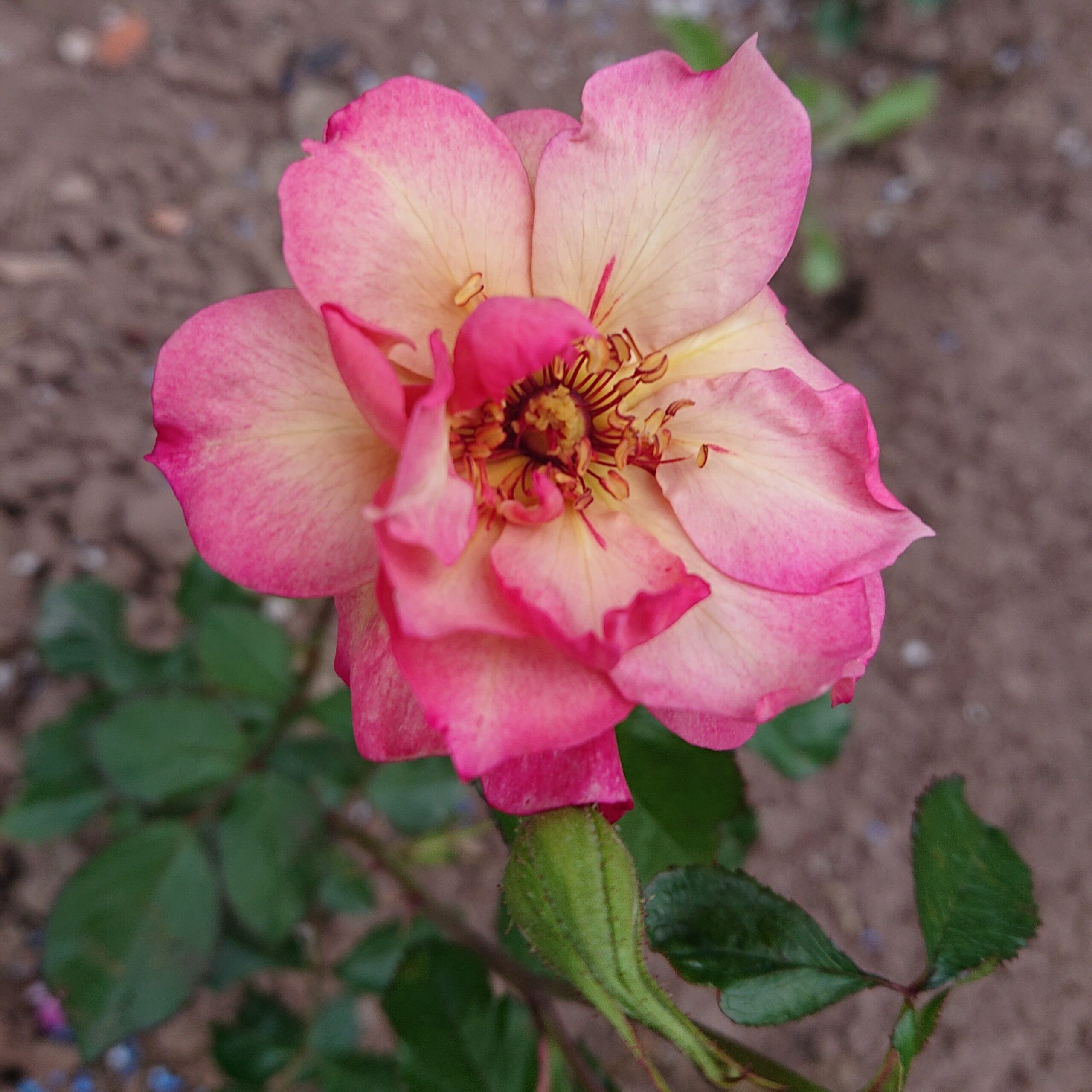 MyRose – Bild 2