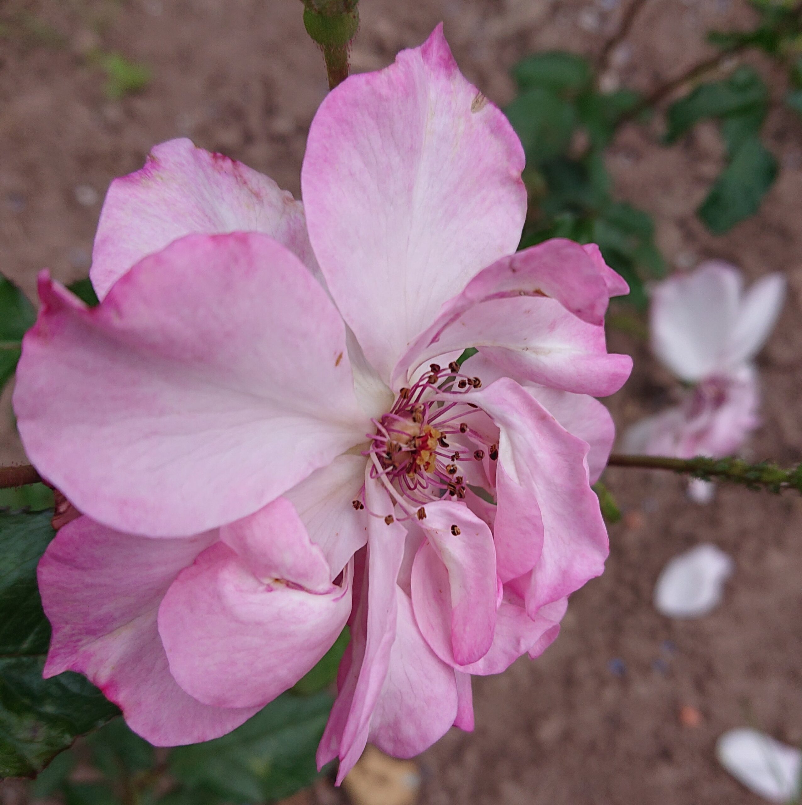 MyRose – Bild 3