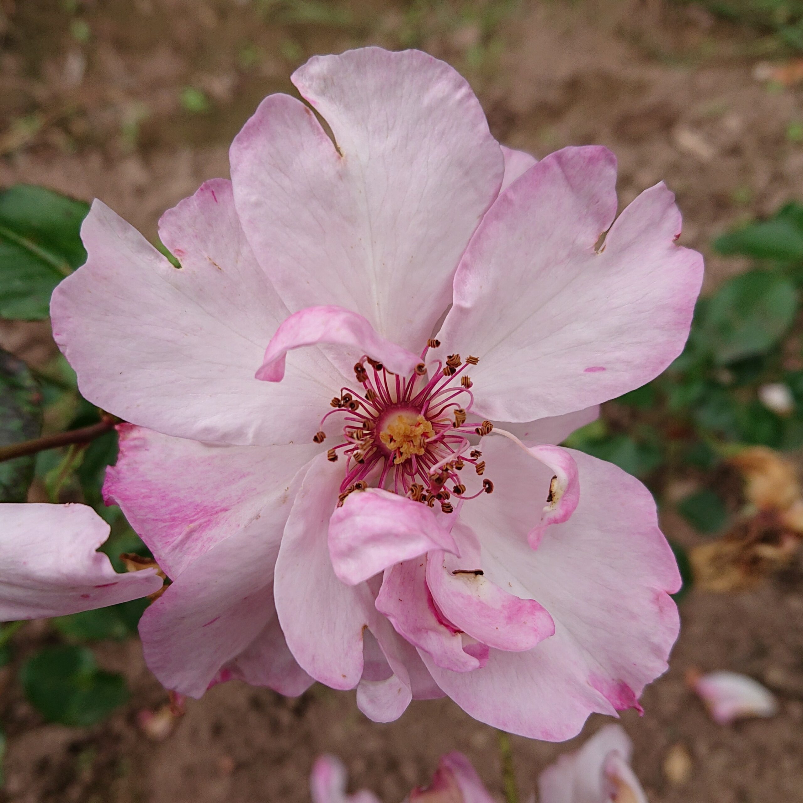 MyRose – Bild 4