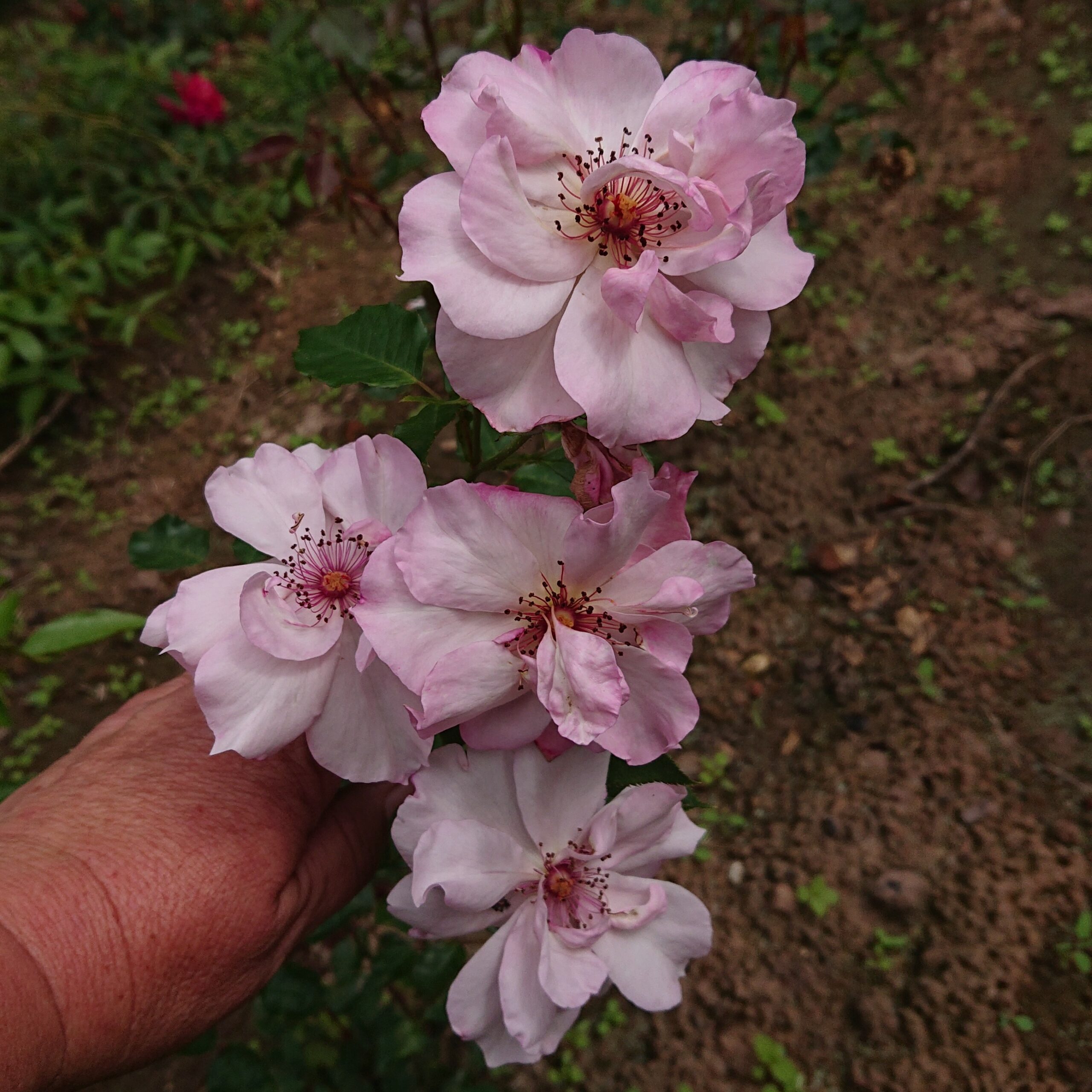 MyRose – Bild 5