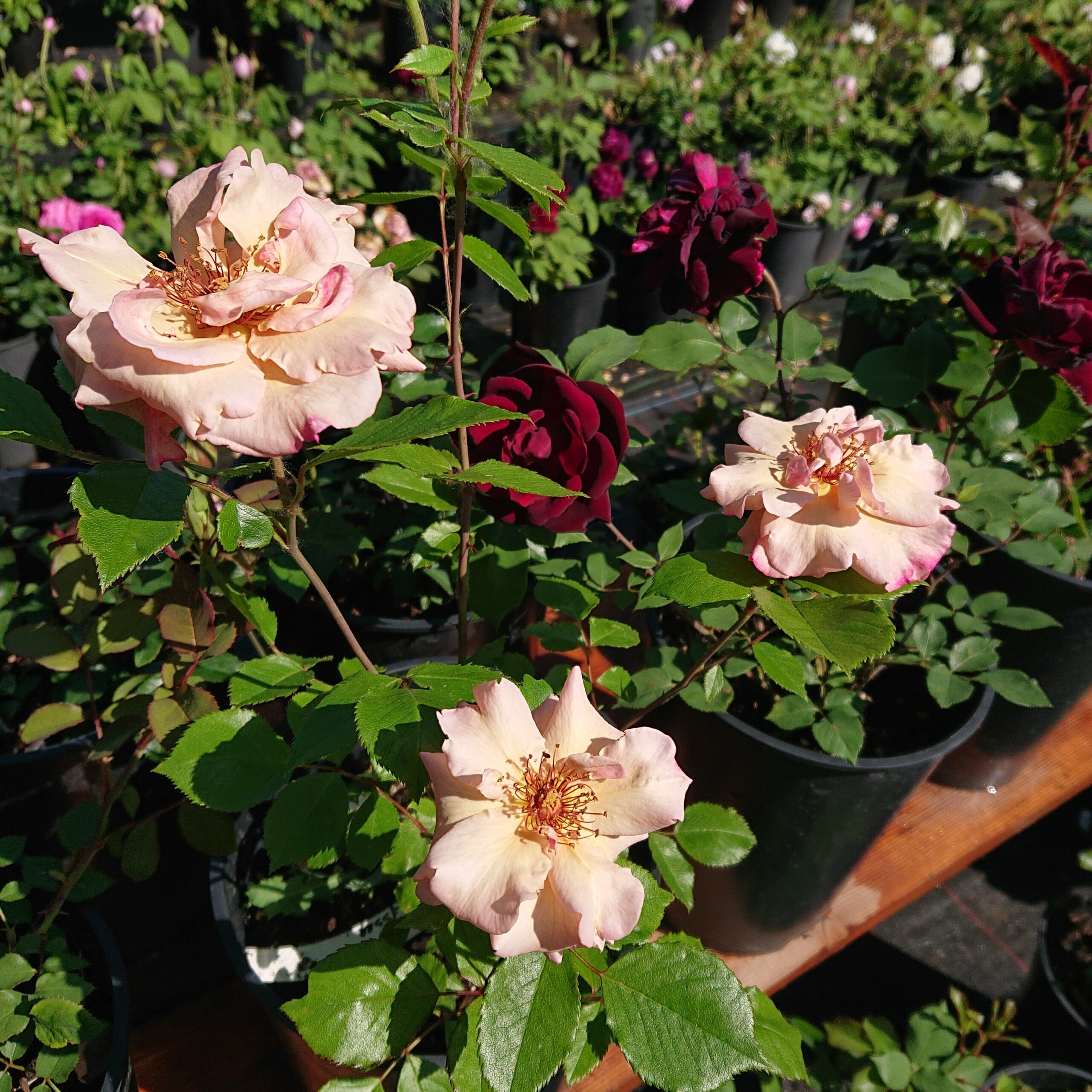 MyRose – Bild 6