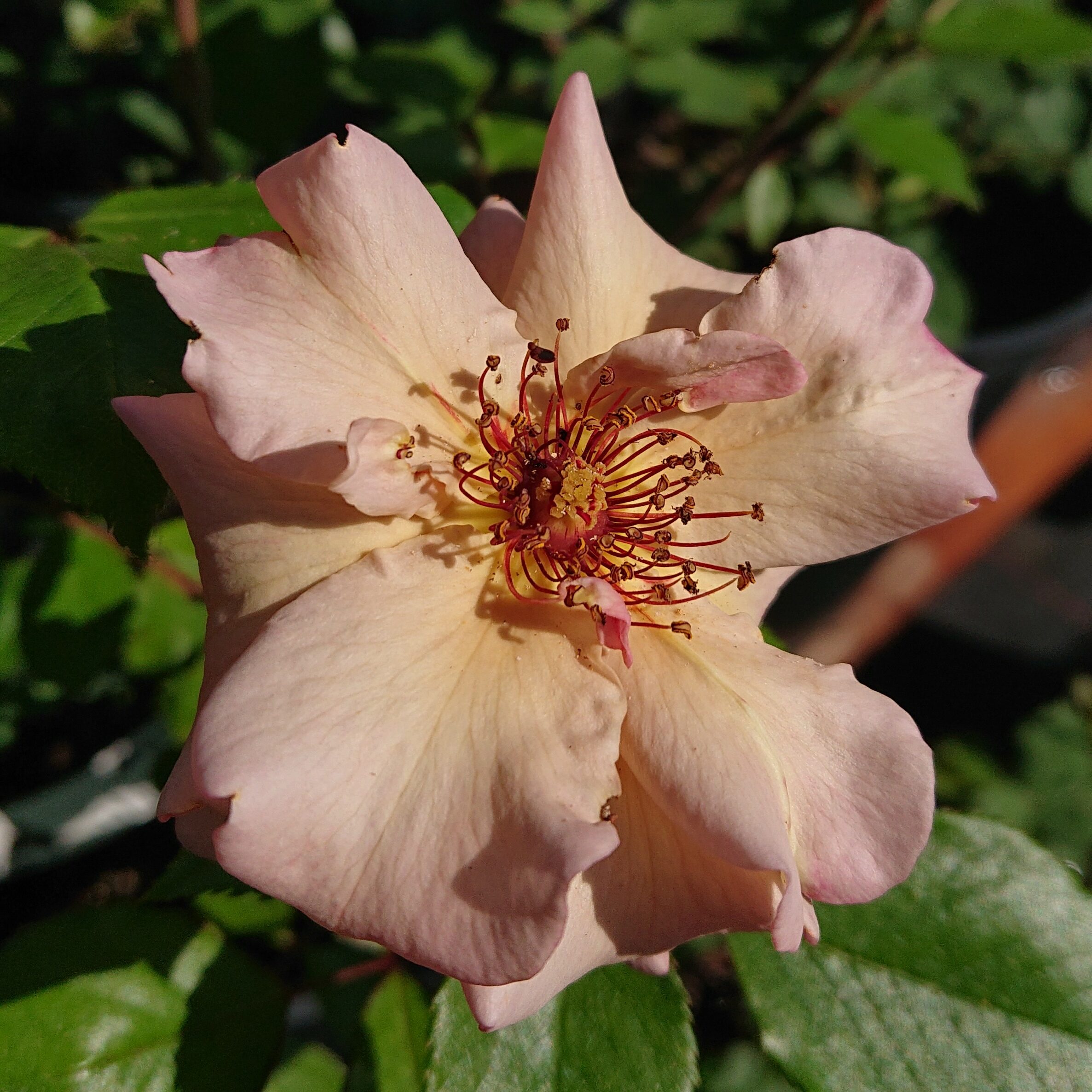 MyRose