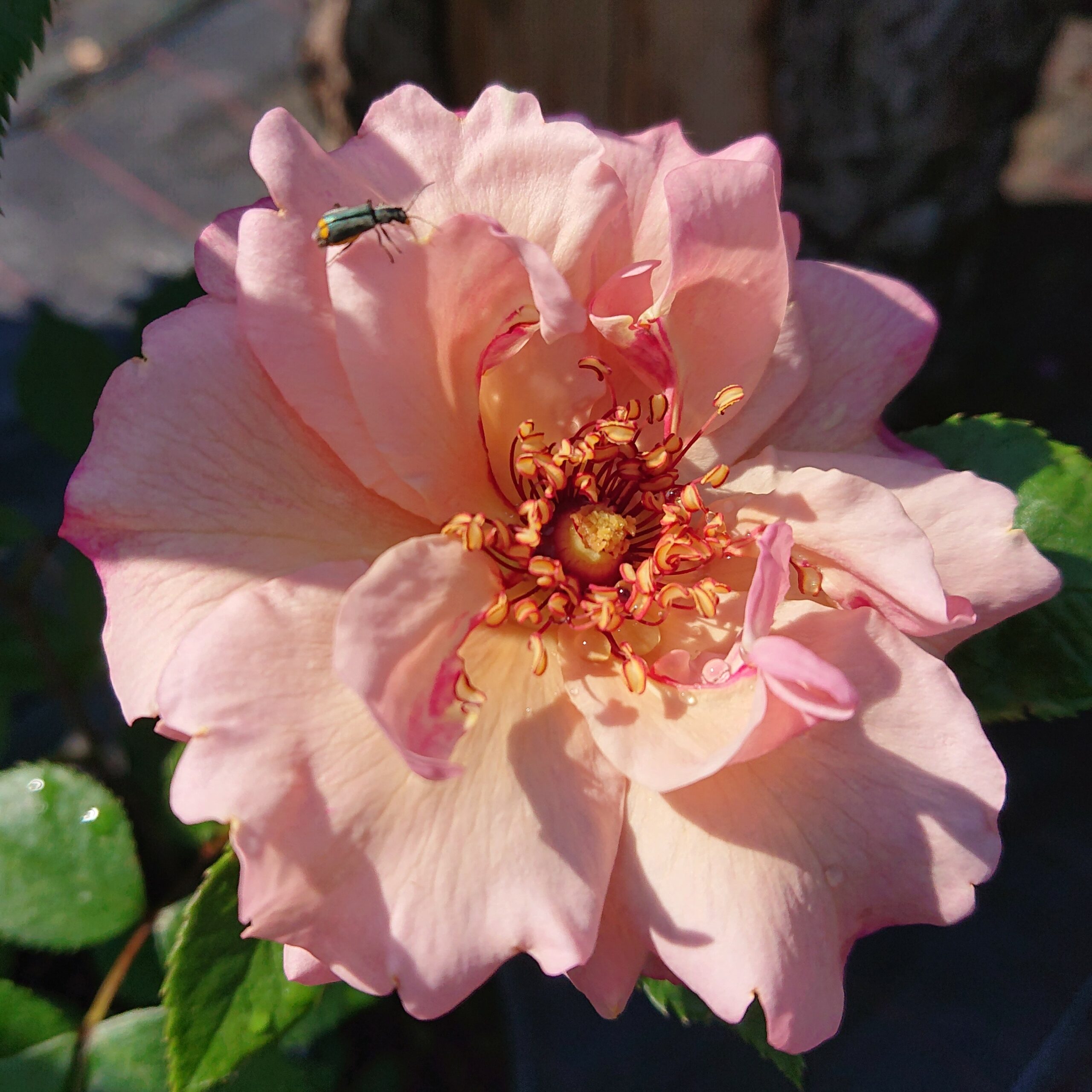 MyRose – Bild 7
