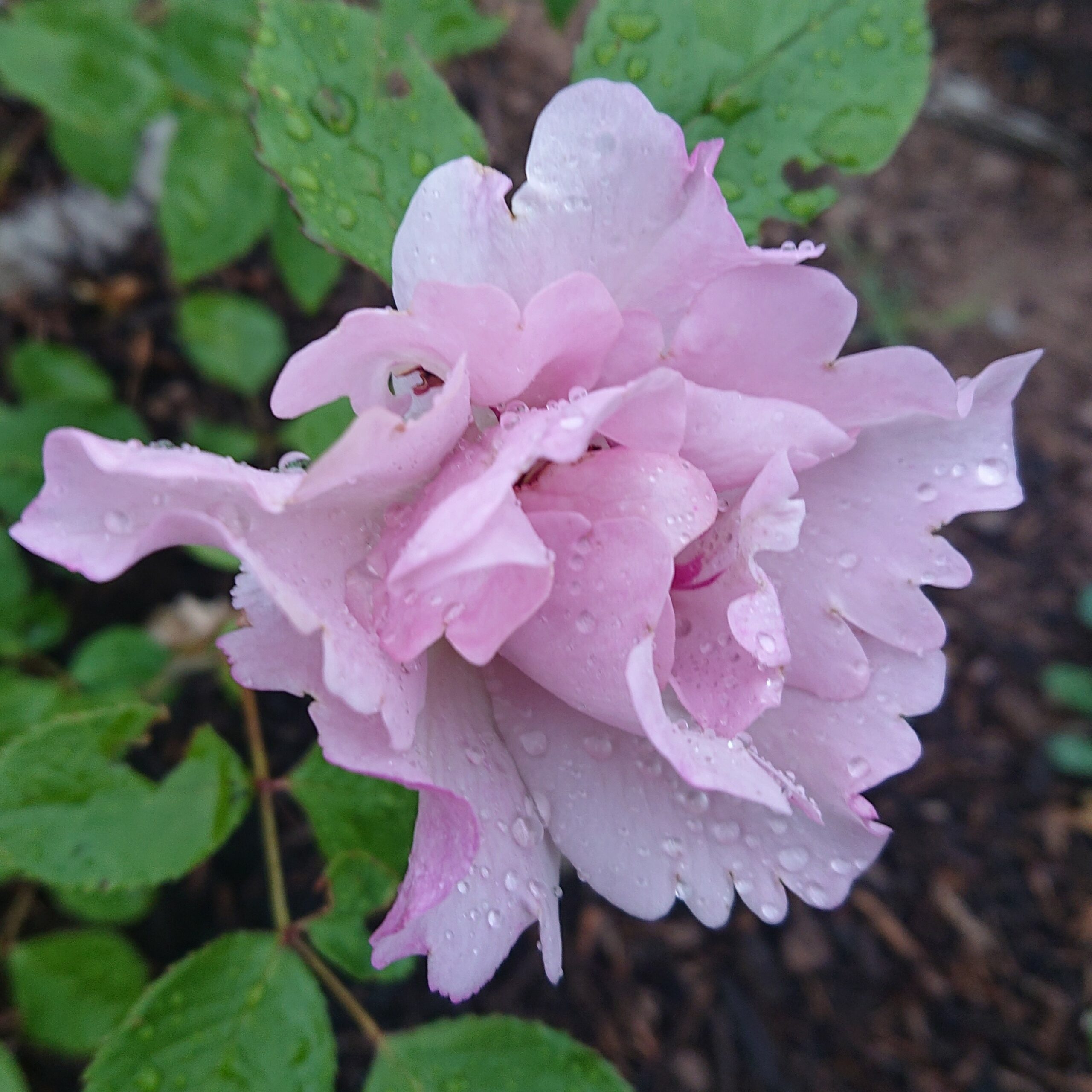 MyRose – Bild 8