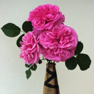 Sirona S.