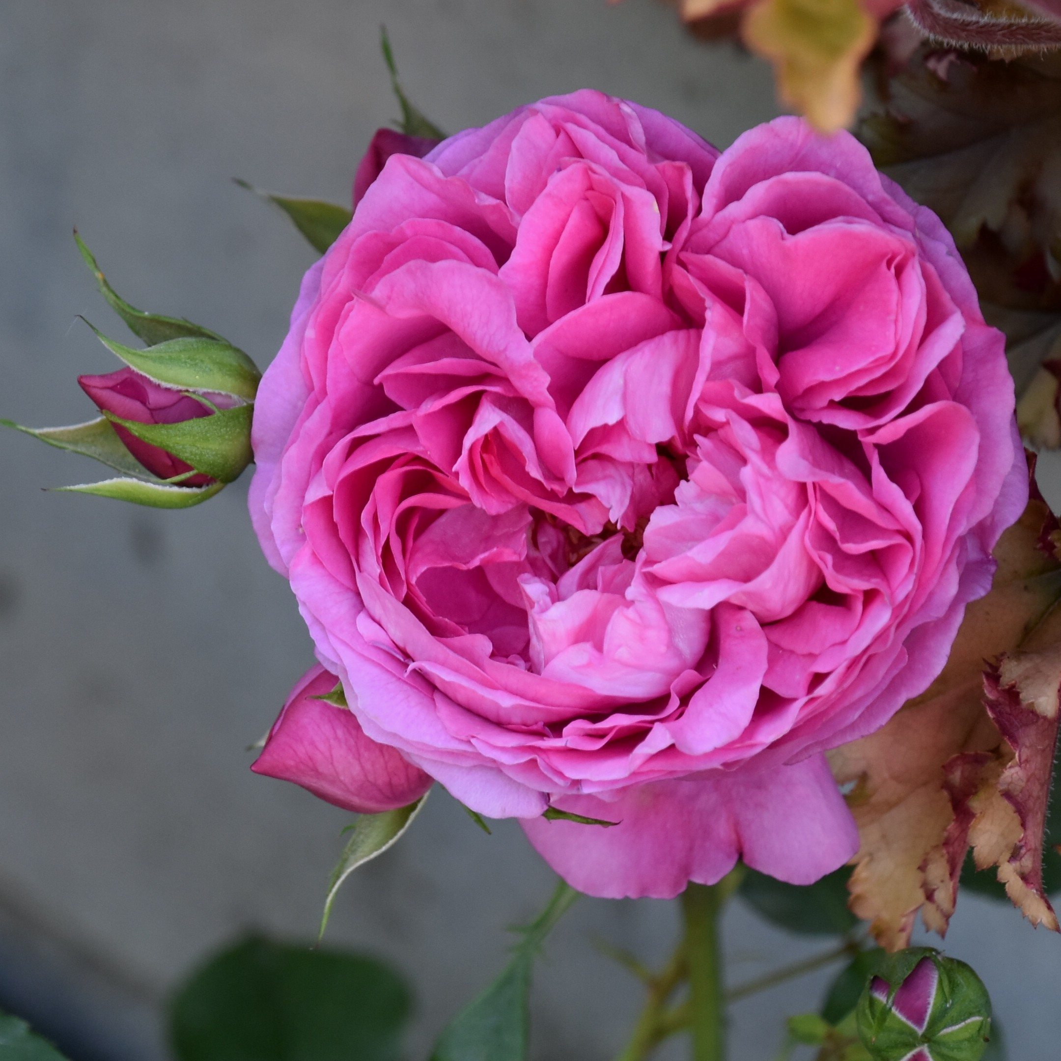 Sirona S. – Bild 5