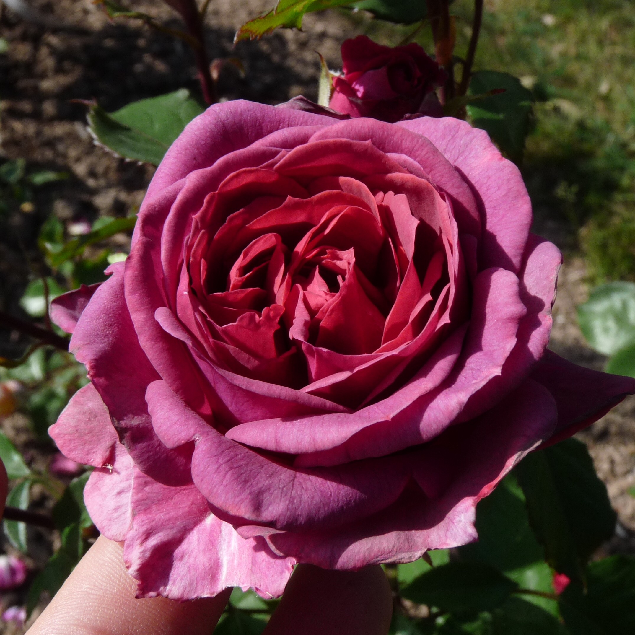Smoky Plum – Bild 5